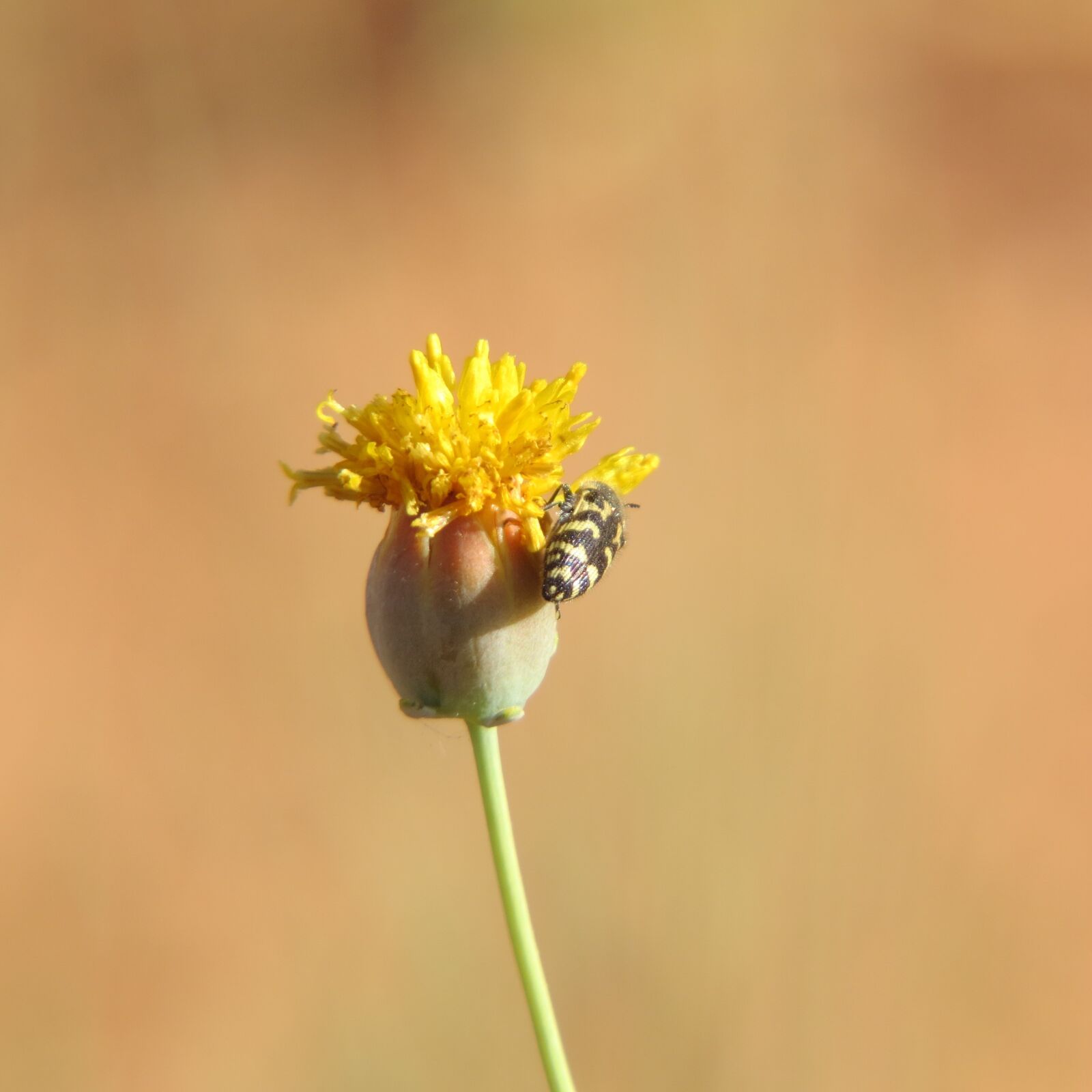 Canon PowerShot SX50 HS sample photo. Yellow flower, hiking, north photography