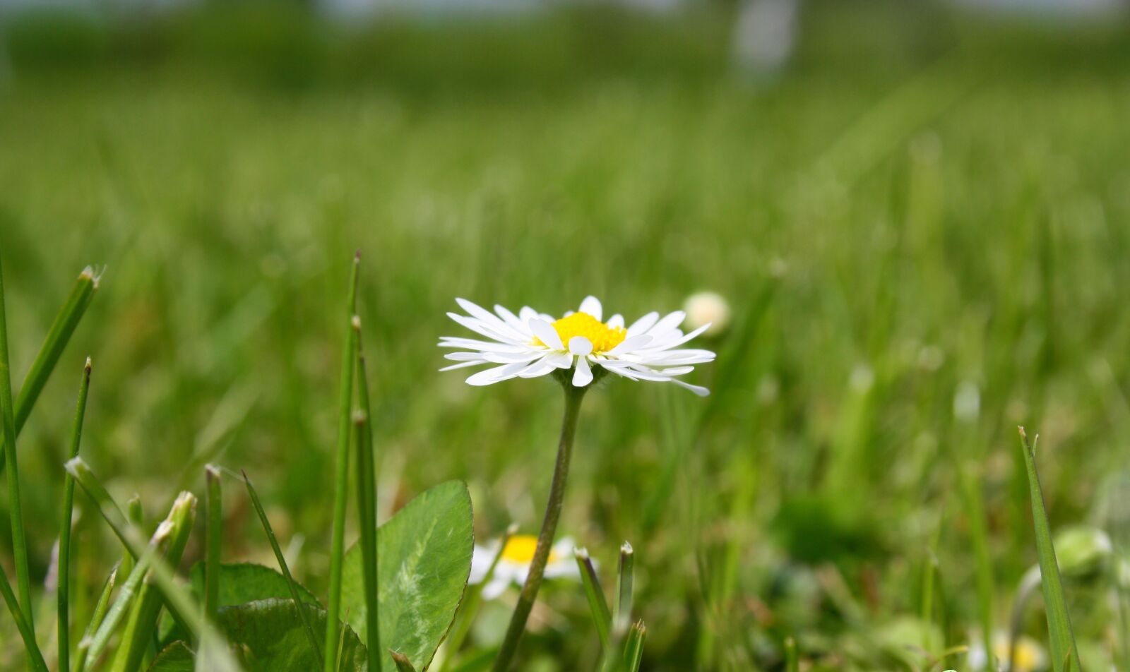 Canon EOS 1000D (EOS Digital Rebel XS / EOS Kiss F) sample photo. Spring, summer, flowers photography
