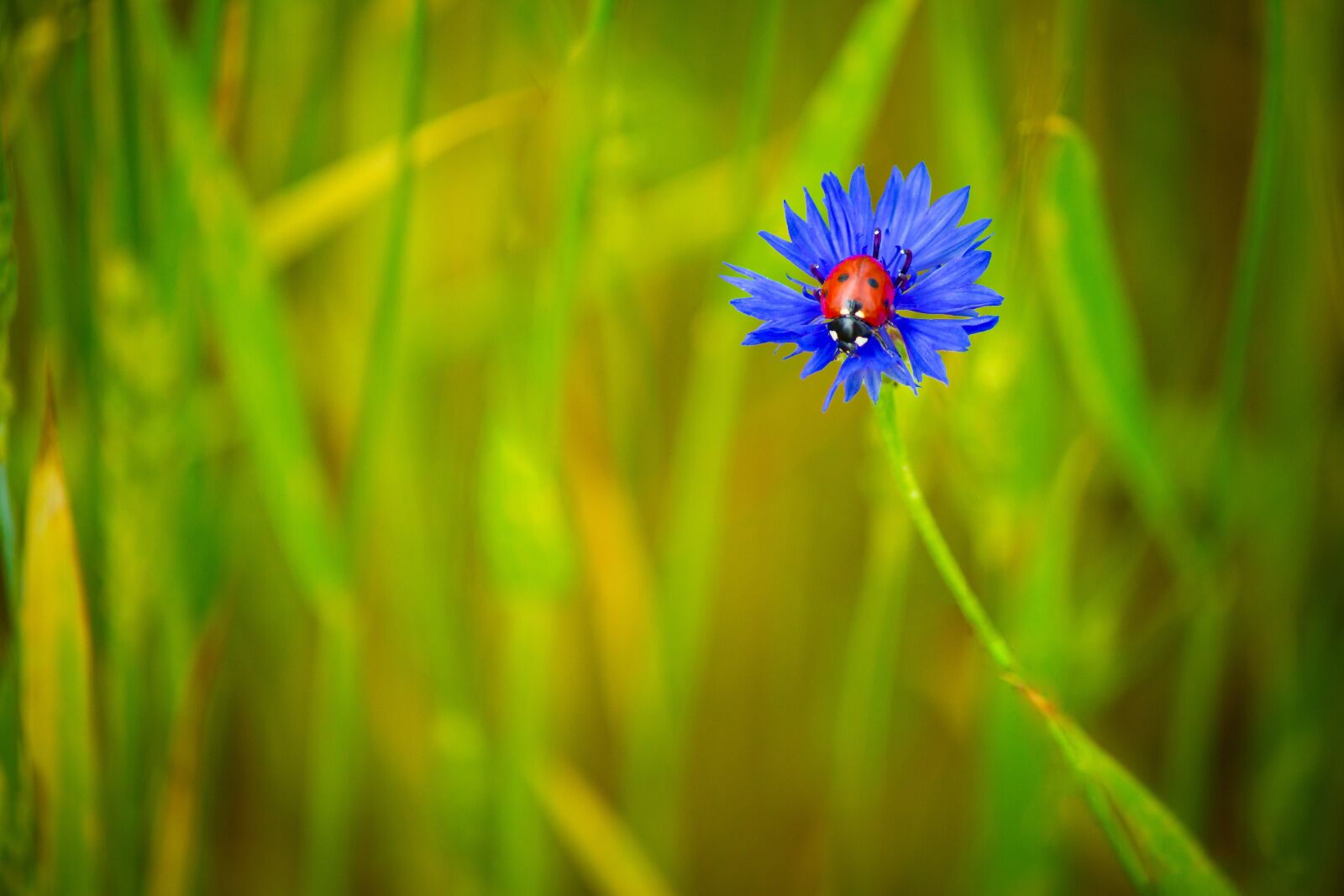 Canon EF-S 55-250mm F4-5.6 IS sample photo. Centaurea, blue, blue flower photography
