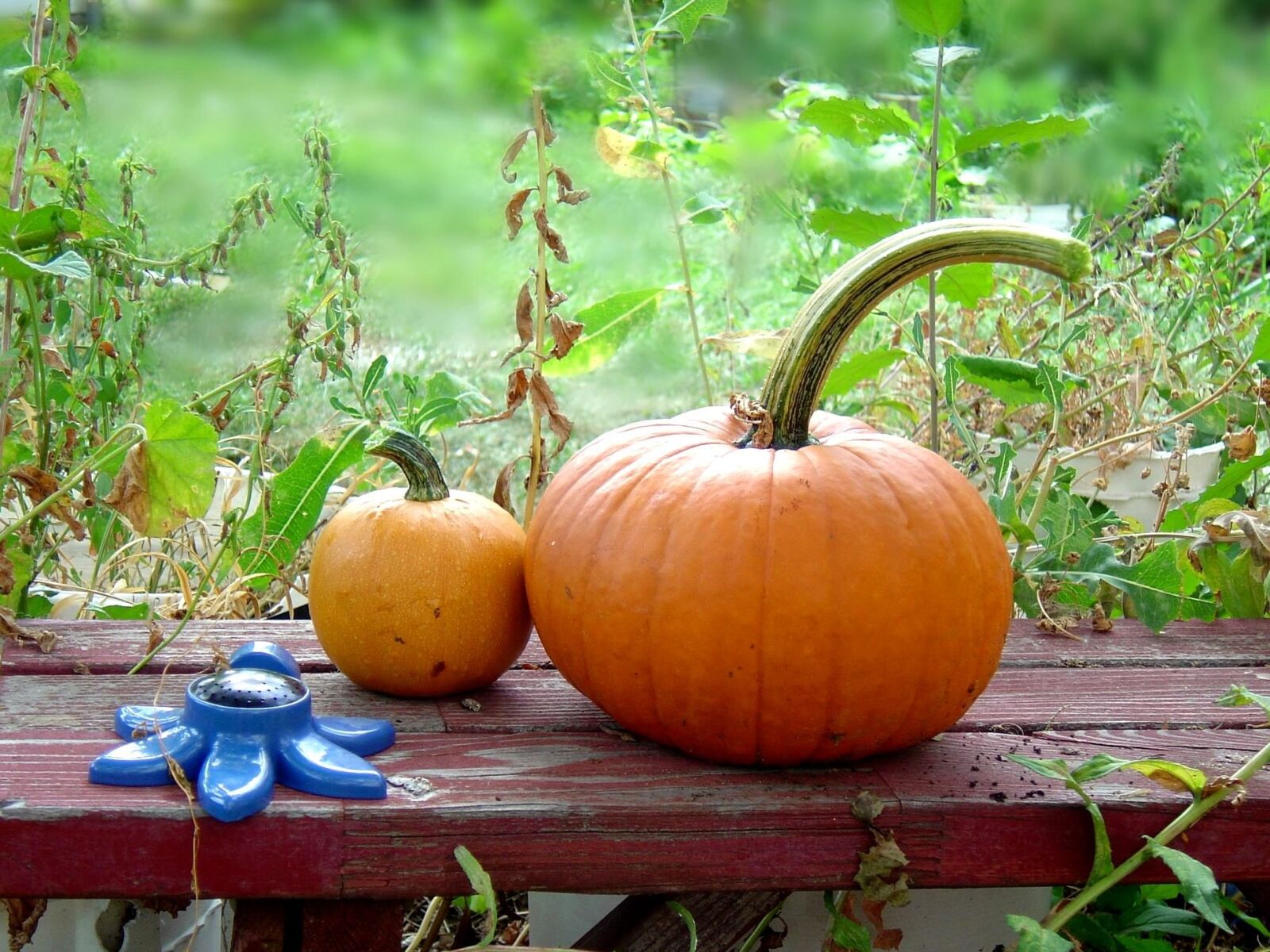 Sony DSC-P10 sample photo. Pumpkins, autumn, harvest, garden photography