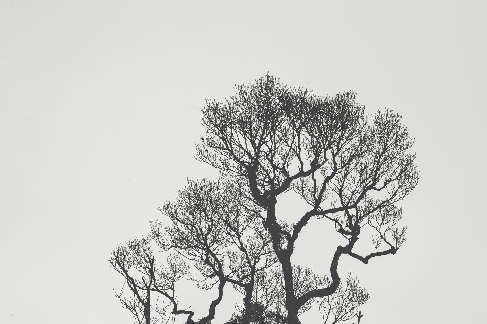Nikon D700 sample photo. Tree, landscape, color photography
