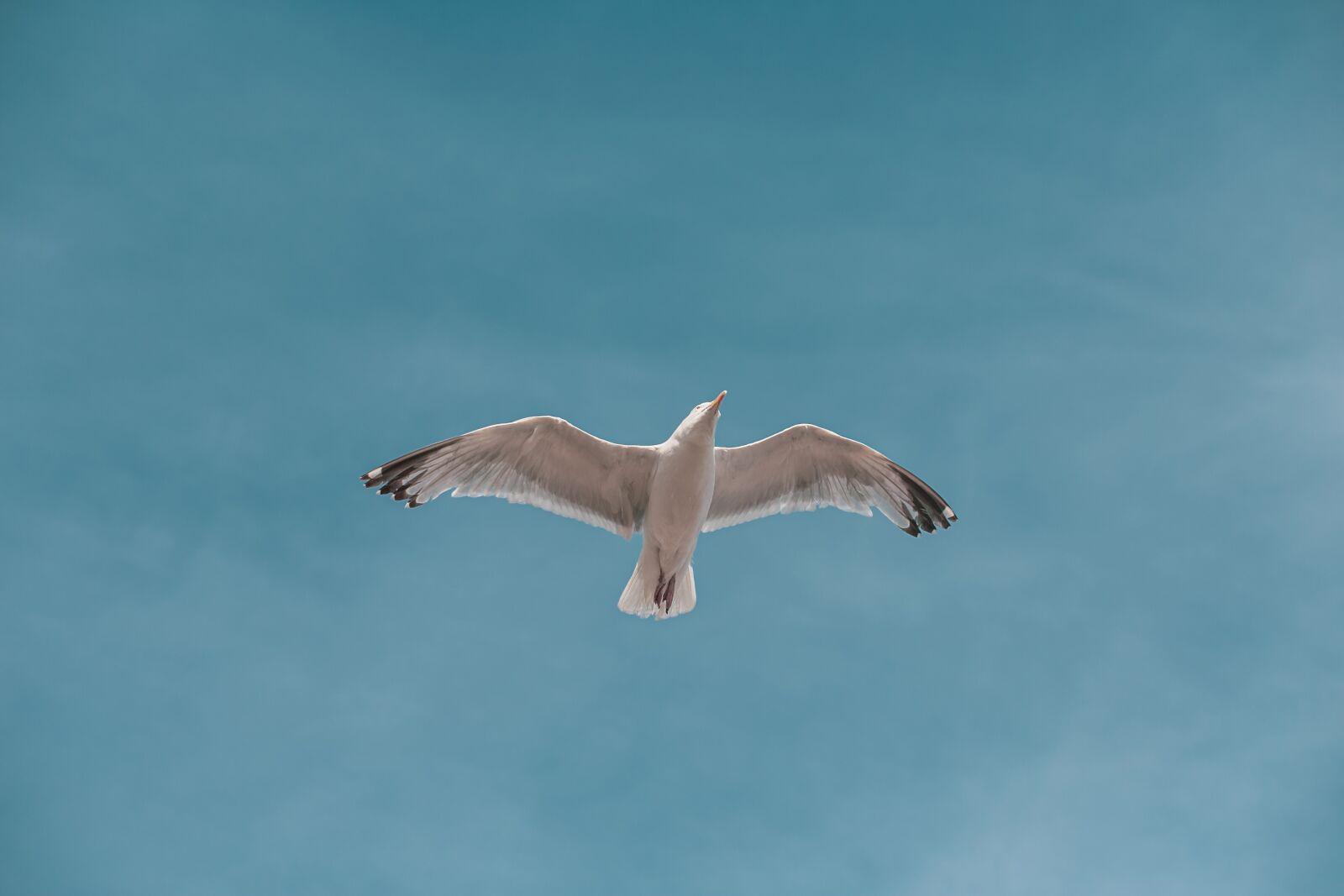 Canon EF 85mm F1.8 USM sample photo. Seagull, fly, spread photography