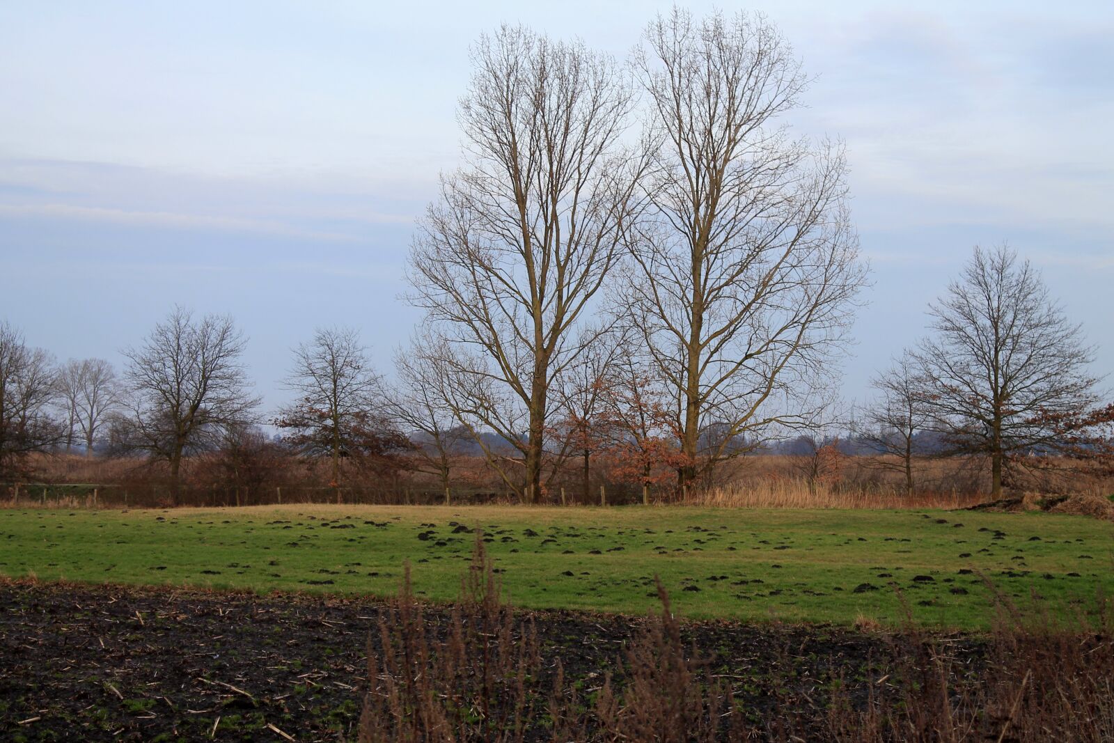 Canon EOS 1100D (EOS Rebel T3 / EOS Kiss X50) sample photo. Arable, field, trees photography