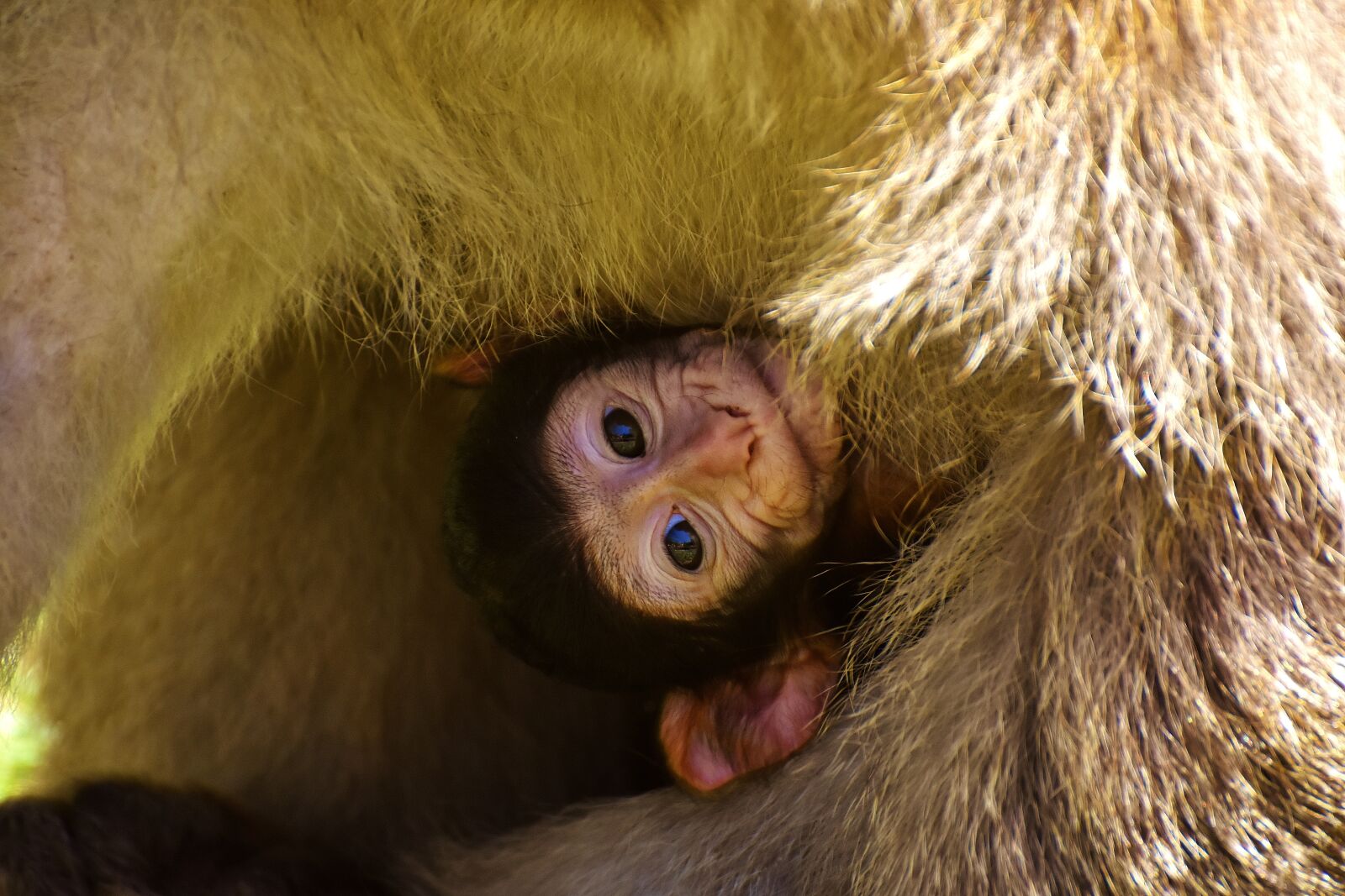 Nikon D7200 sample photo. Baby monkey, barbary ape photography