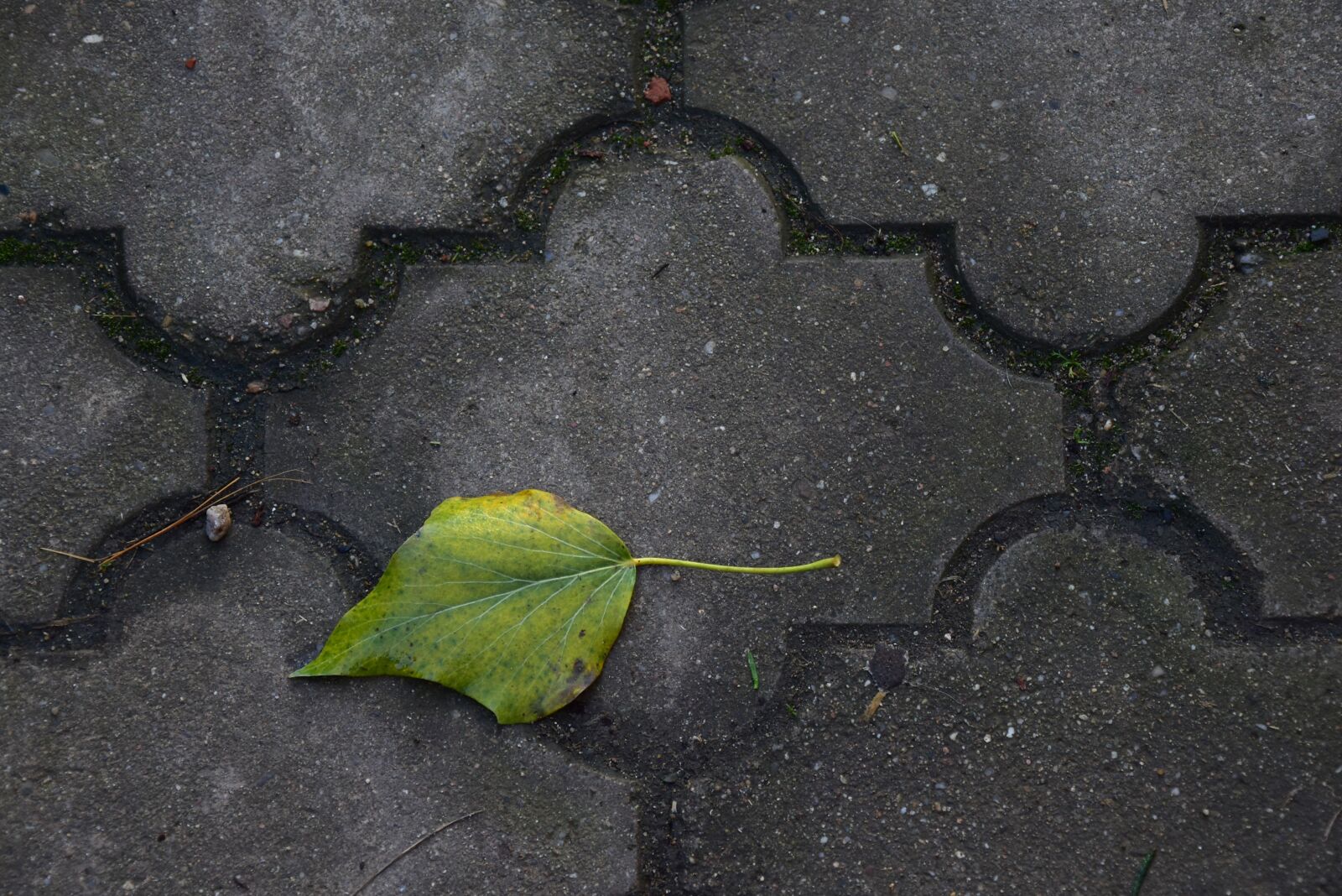 Nikon D5500 sample photo. Sheet, outdoors, autumn leaves photography
