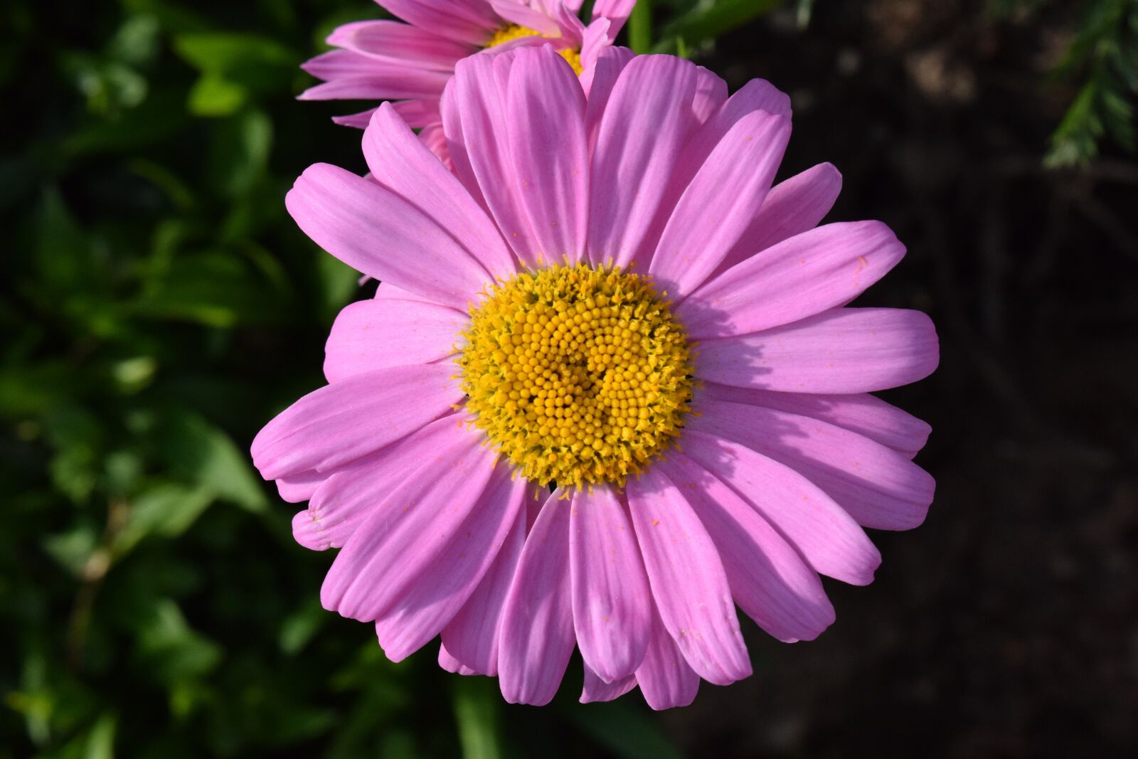 Nikon D3300 sample photo. Marguerite, blossom, bloom photography
