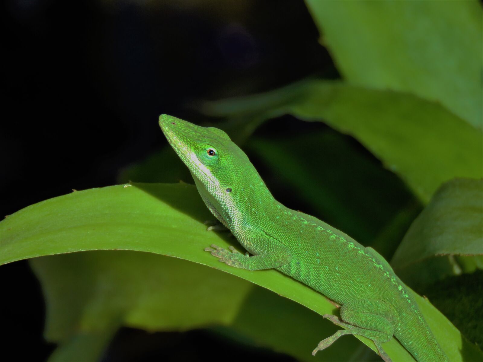 Canon PowerShot SX60 HS sample photo. Reptile, lizard, green photography