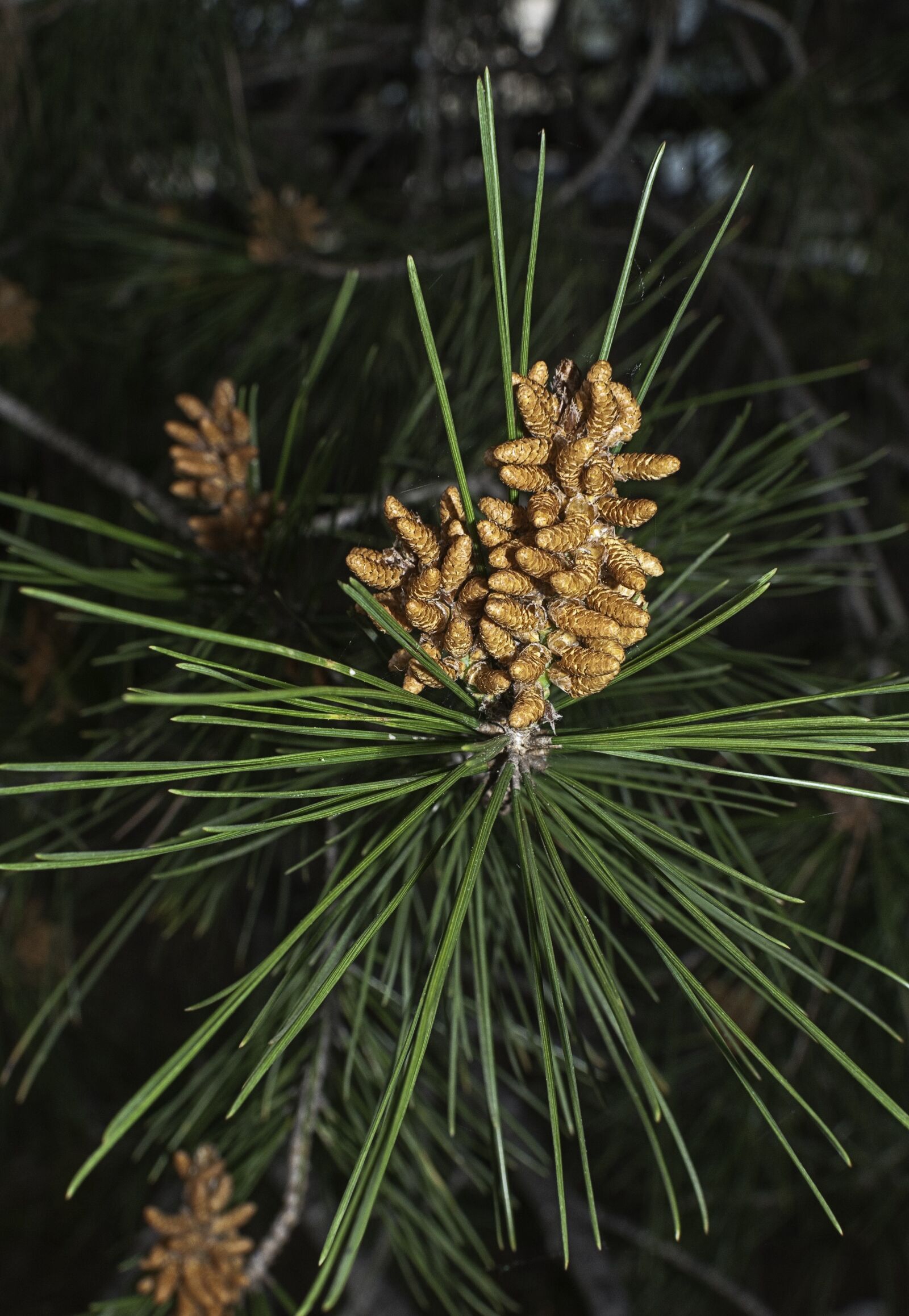 Nikon D300 sample photo. Pine, tree, nature photography