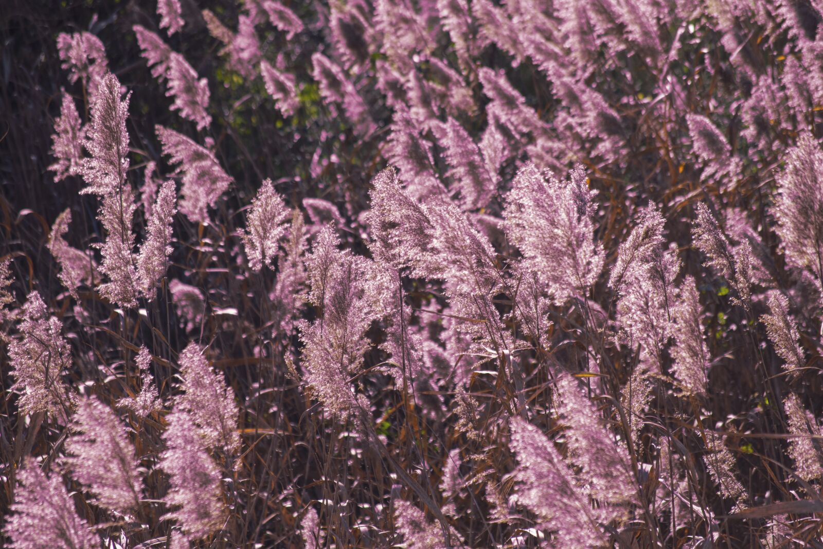 Nikon D3300 sample photo. Plants, color, flowers photography
