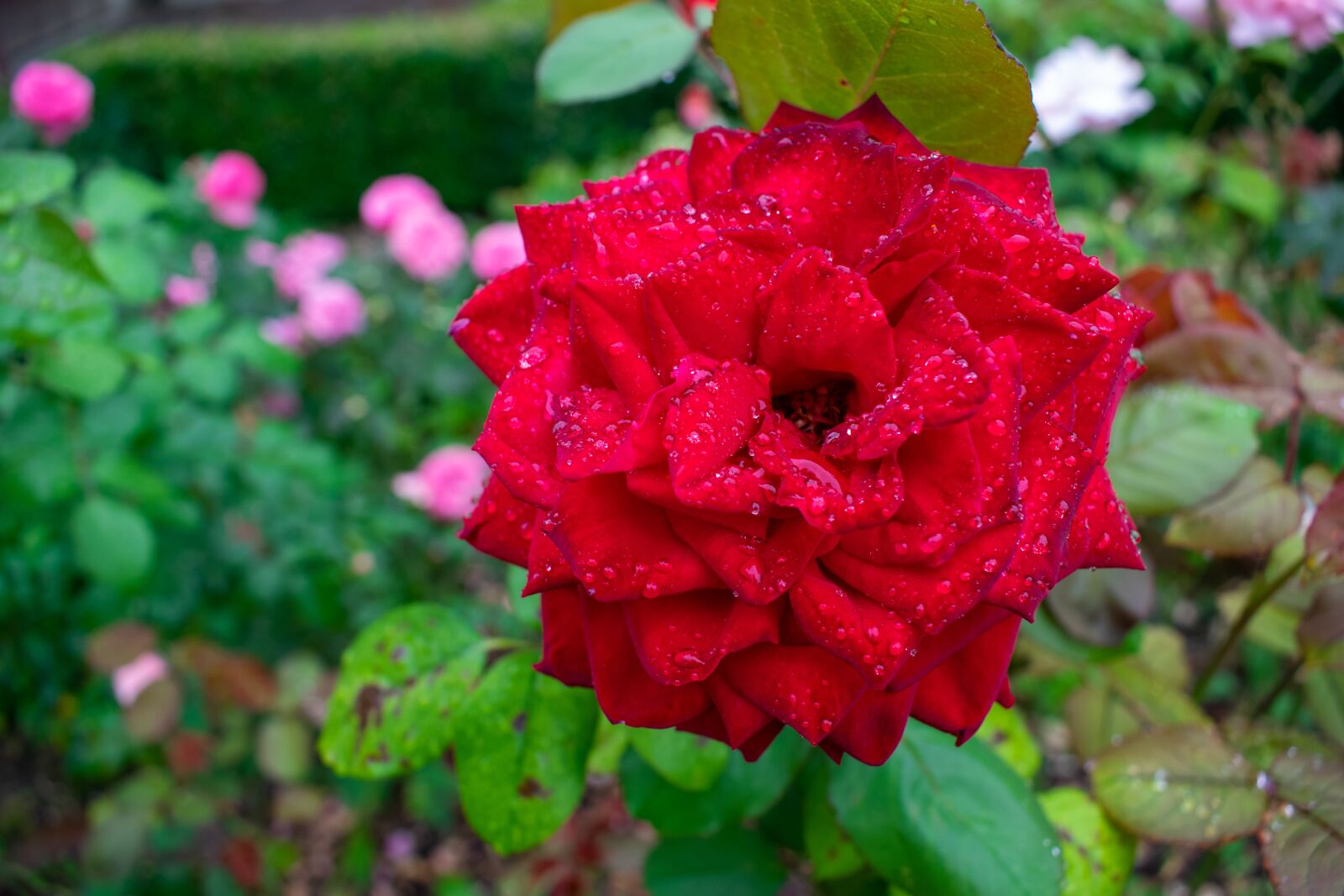 Nikon D5300 sample photo. Red rose, raindrop, rain photography