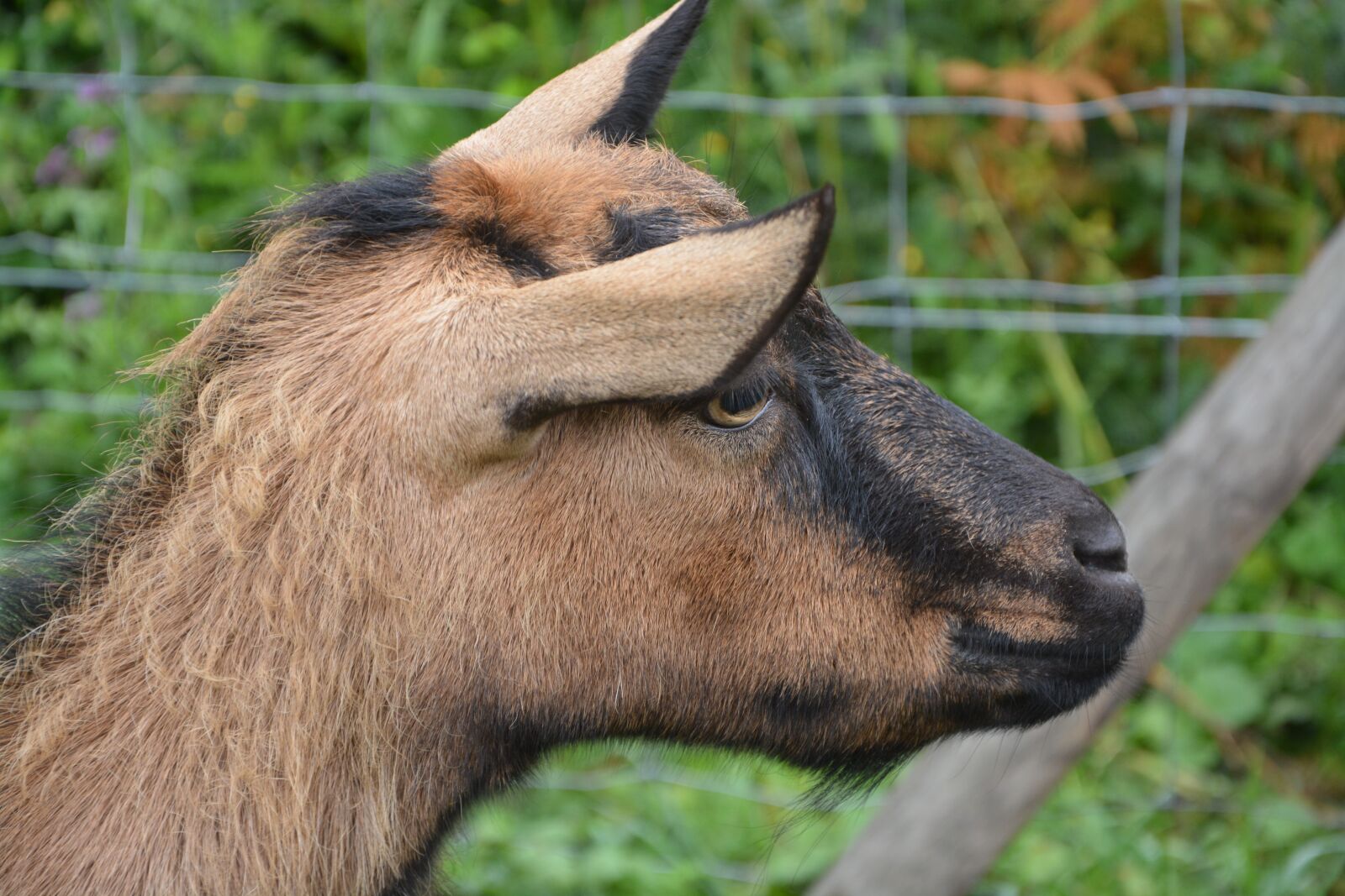 Nikon D5200 sample photo. Goat alpine, profile, head photography