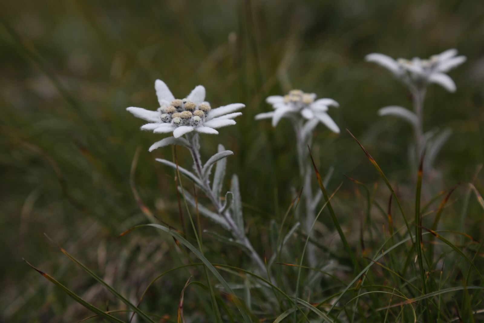 Canon EF 24-105mm F4L IS USM sample photo. Edelweiss, flower, alpine photography