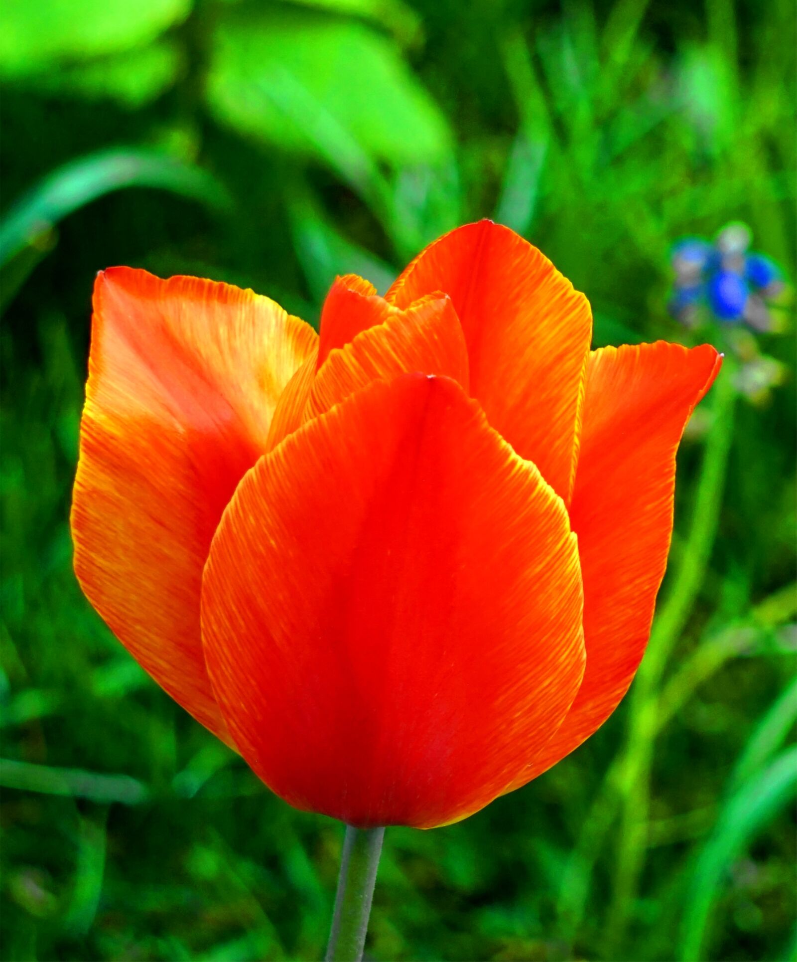 Sony Alpha a5000 (ILCE 5000) + Sony E 55-210mm F4.5-6.3 OSS sample photo. Tulip, red, blossom photography