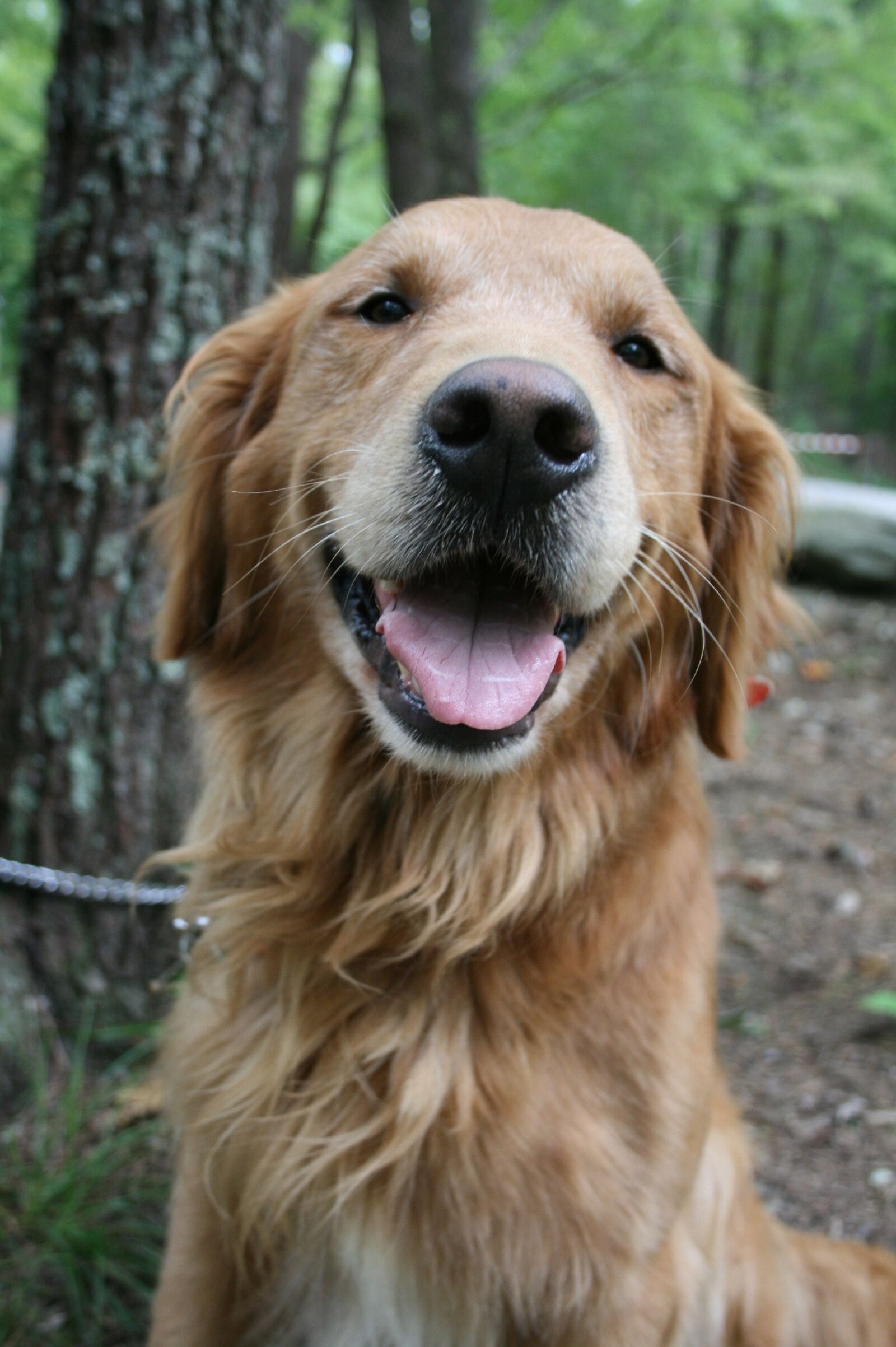 Canon EOS 400D (EOS Digital Rebel XTi / EOS Kiss Digital X) sample photo. Dog, golden retriever, labrador photography