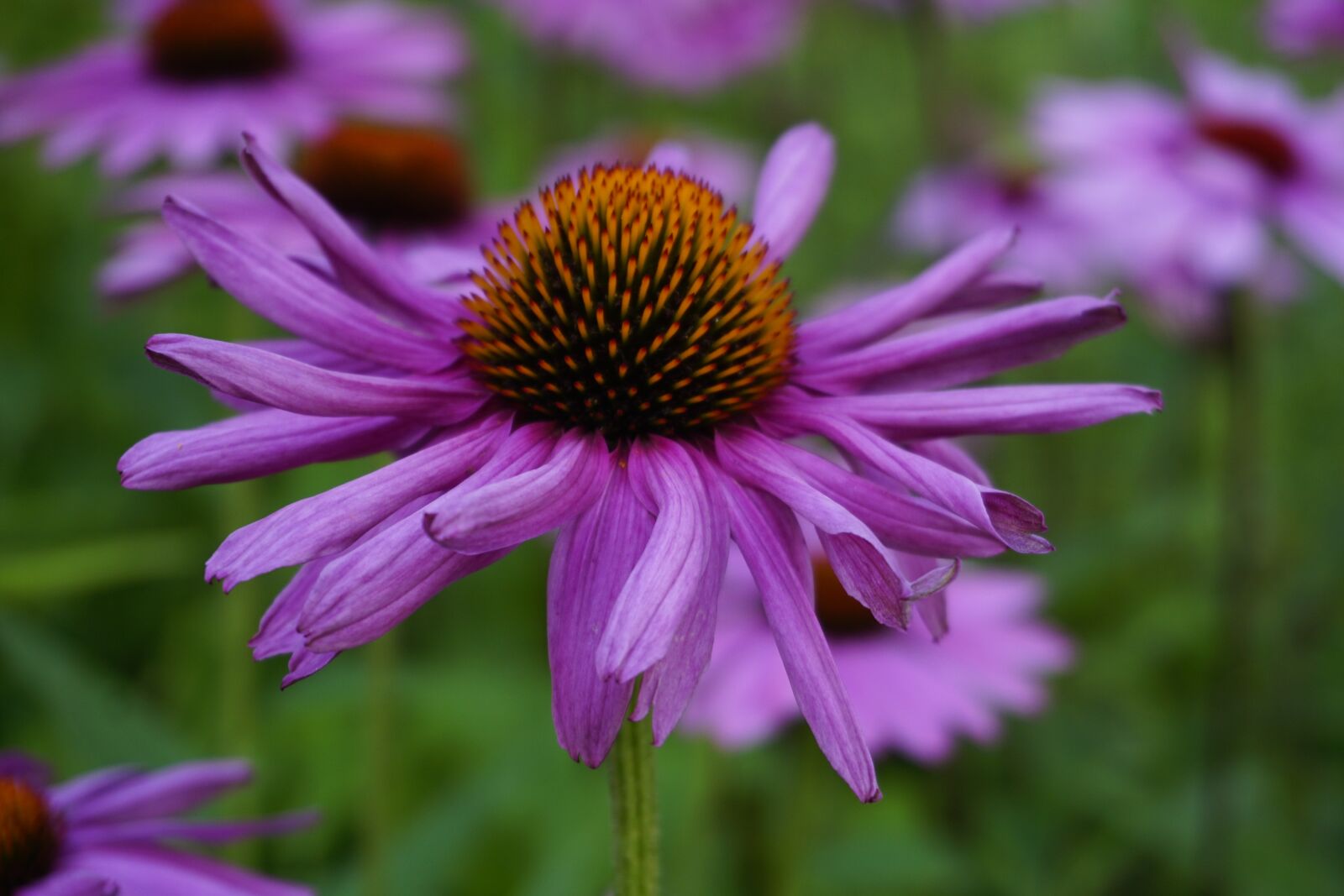 Sony E 16-50mm F3.5-5.6 PZ OSS sample photo. Purple coneflower, flower, turkey photography