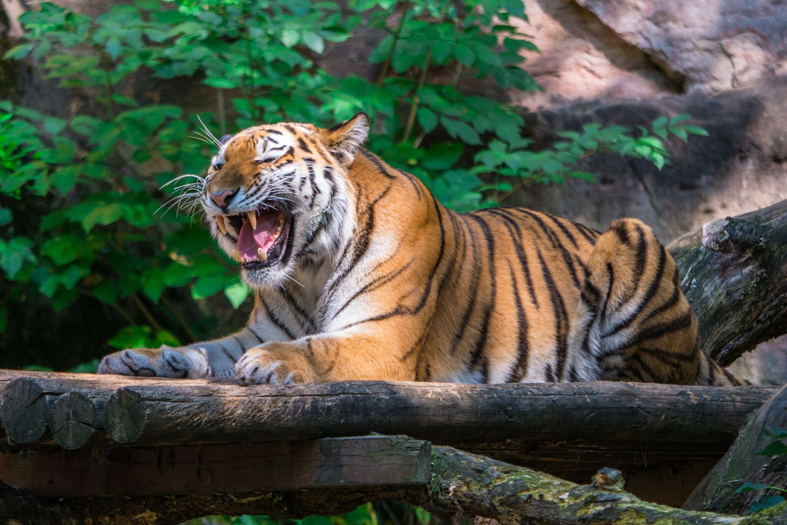 LUMIX G VARIO 100-300/F4.0-5.6II sample photo. Tiger, big cat, roar photography