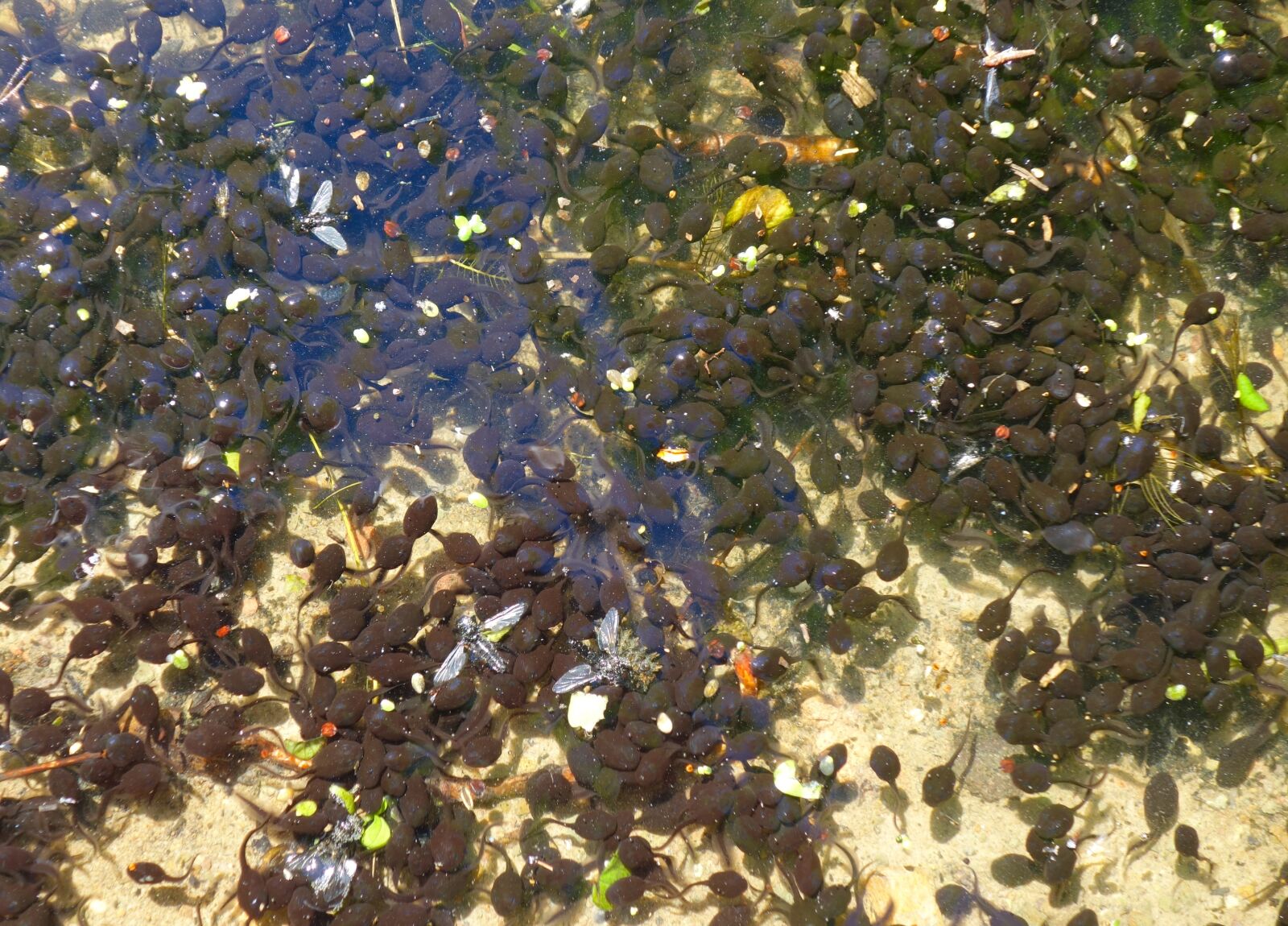 Sony Cyber-shot DSC-RX100 sample photo. Tadpoles, frog, toad photography
