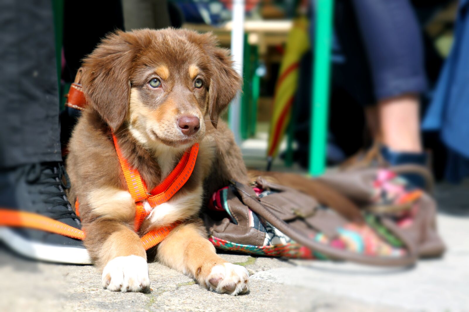 Canon EOS 500D (EOS Rebel T1i / EOS Kiss X3) sample photo. Dog, puppy, snout photography