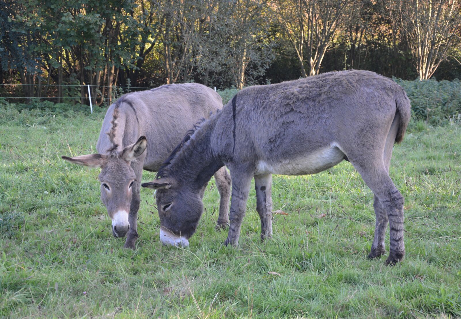Nikon D5200 sample photo. Donkeys, equines, croix saint photography