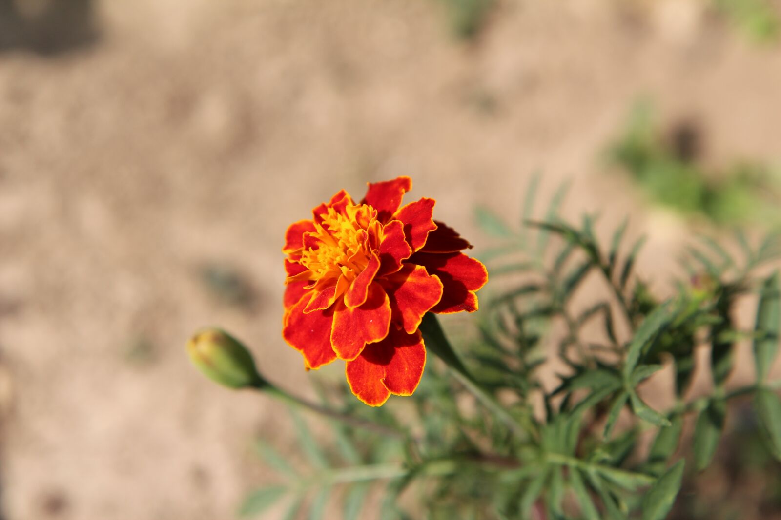 Canon EOS 600D (Rebel EOS T3i / EOS Kiss X5) sample photo. Carnation of india, tagetes photography