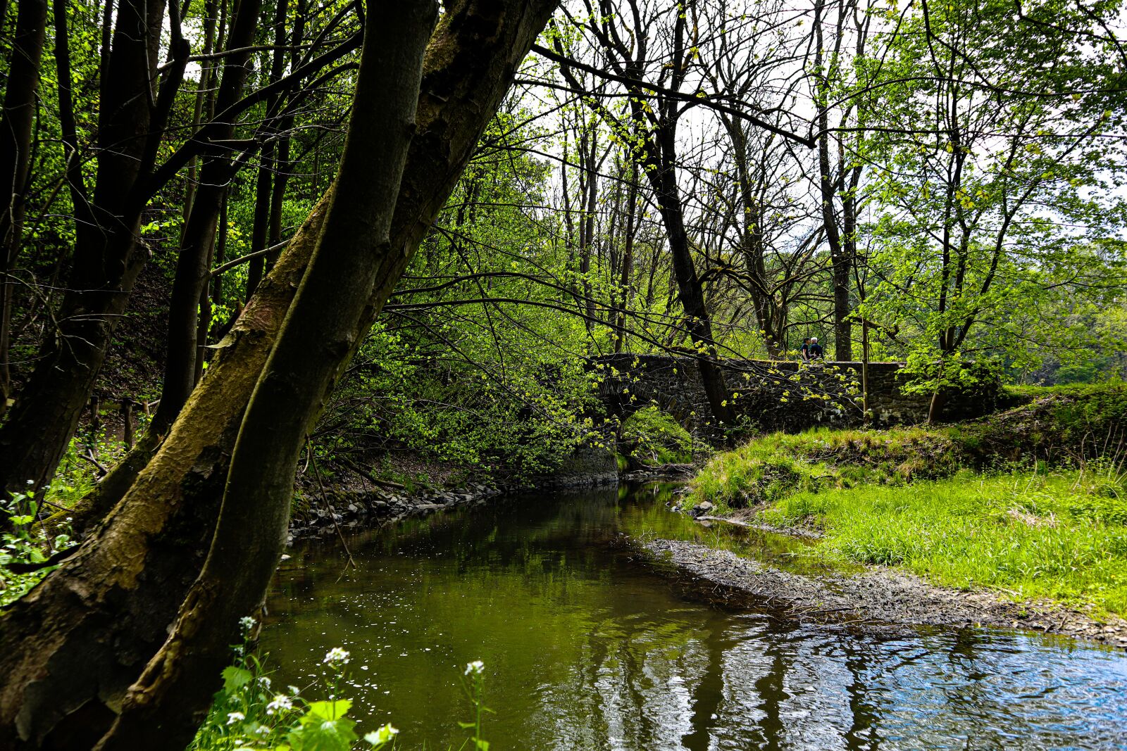 Canon EOS M50 (EOS Kiss M) sample photo. Striegstal, hiking, nature photography
