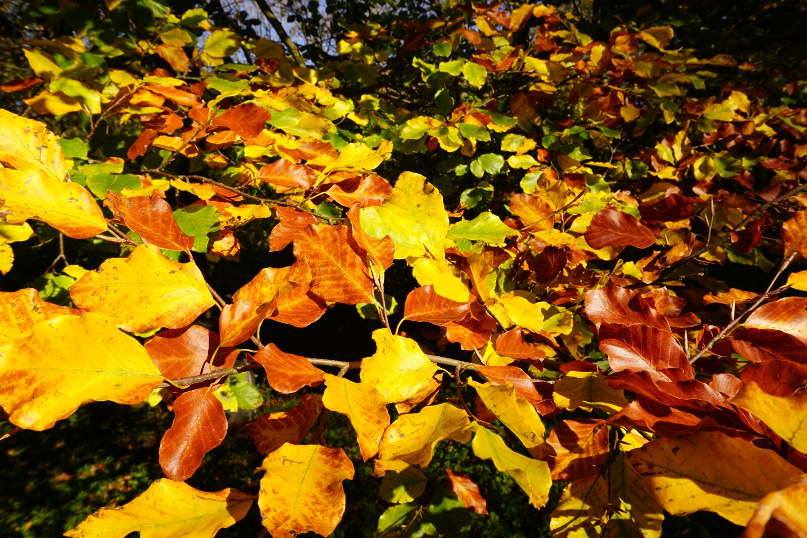 Sony E 16-50mm F3.5-5.6 PZ OSS sample photo. Beech leaves, fall color photography