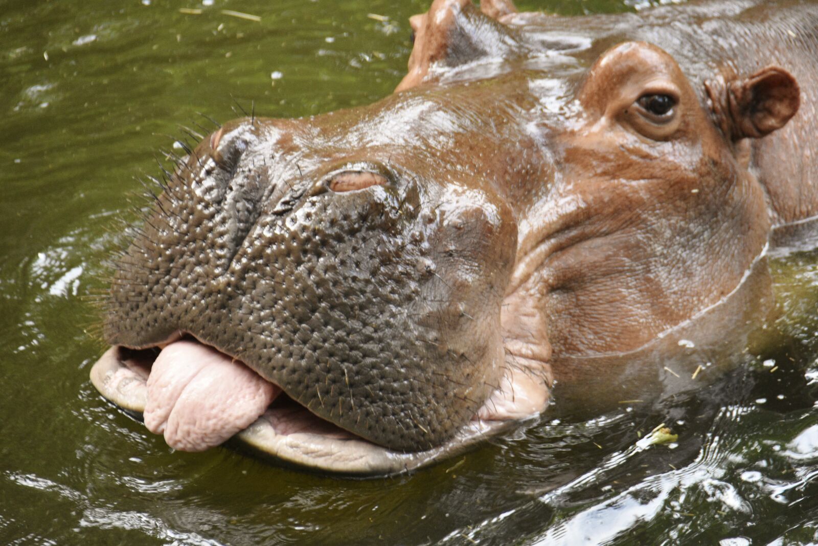 Nikon D7200 sample photo. Hippo with tongue stuck photography