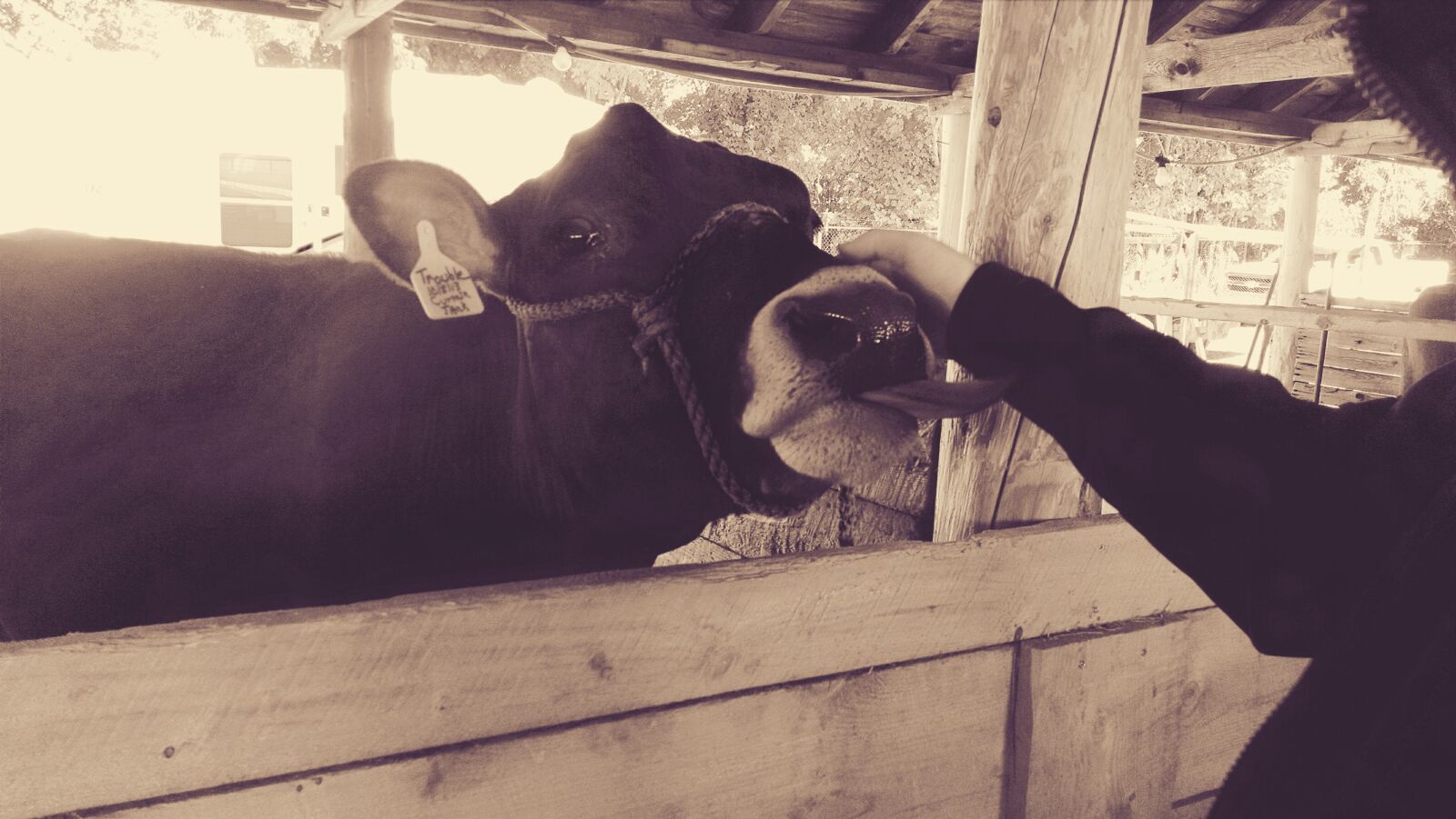 Motorola Moto X (1st Gen) sample photo. Animal, barn, cow, fair photography
