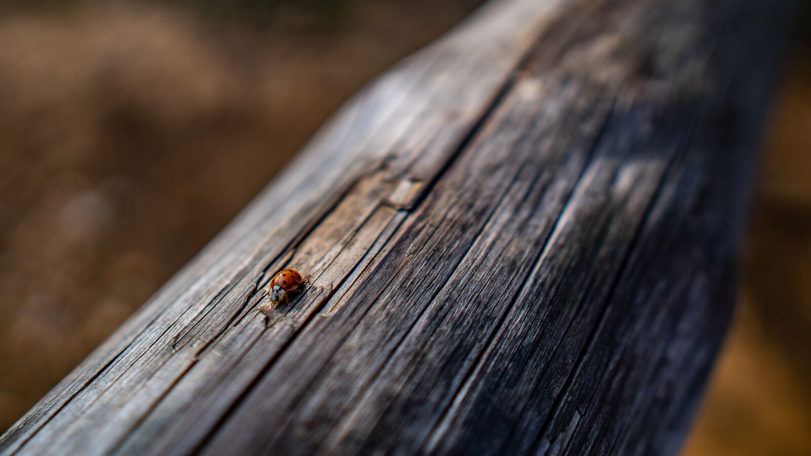 Sony a6300 sample photo. Ladybug, wood, nature photography
