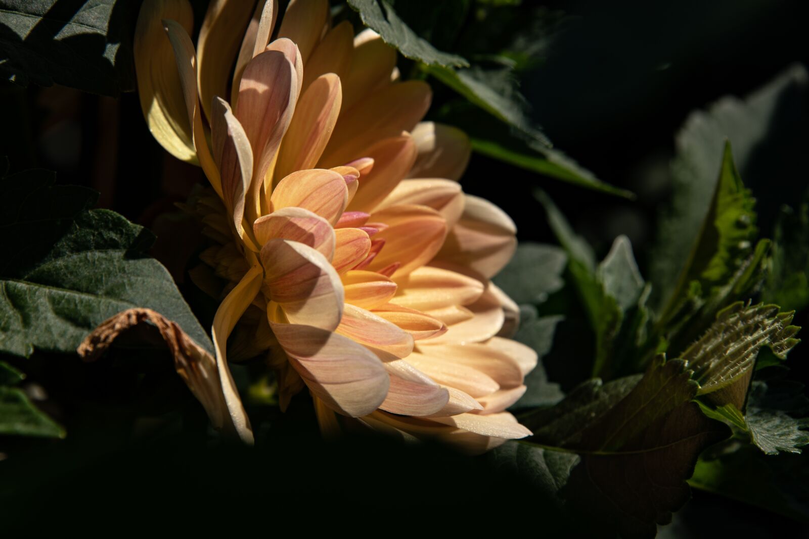 Nikon D850 sample photo. Dahlia, flower, pink photography