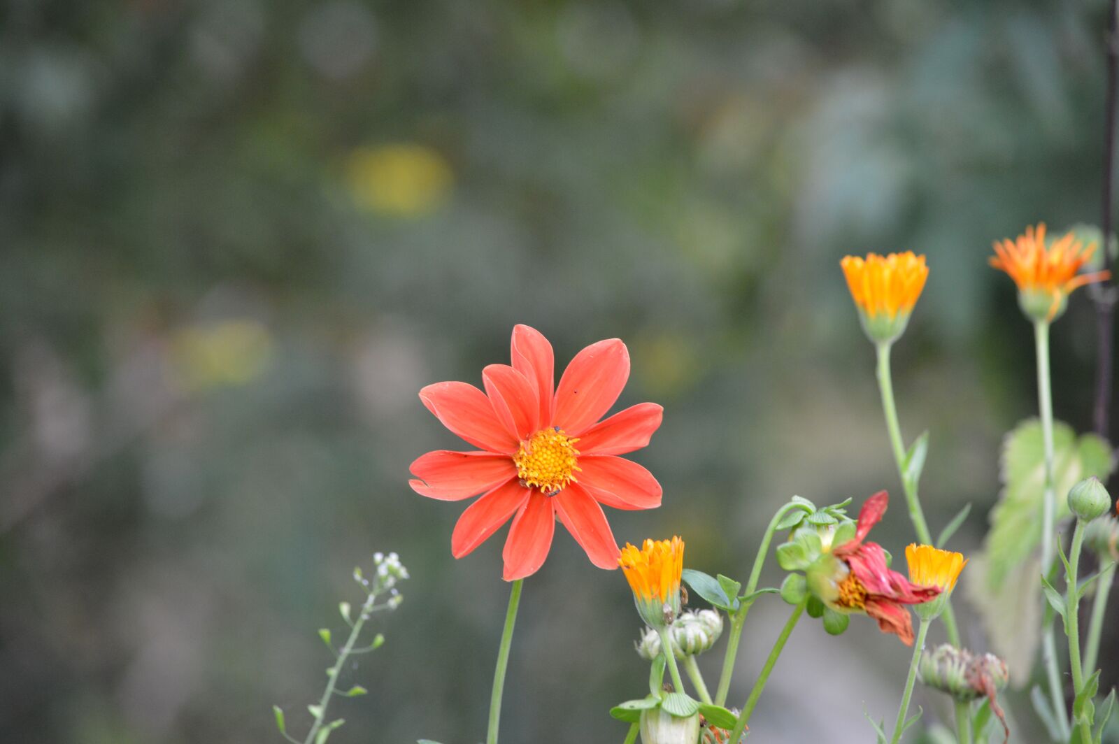 Nikon D3200 sample photo. Flower, nature, garden photography