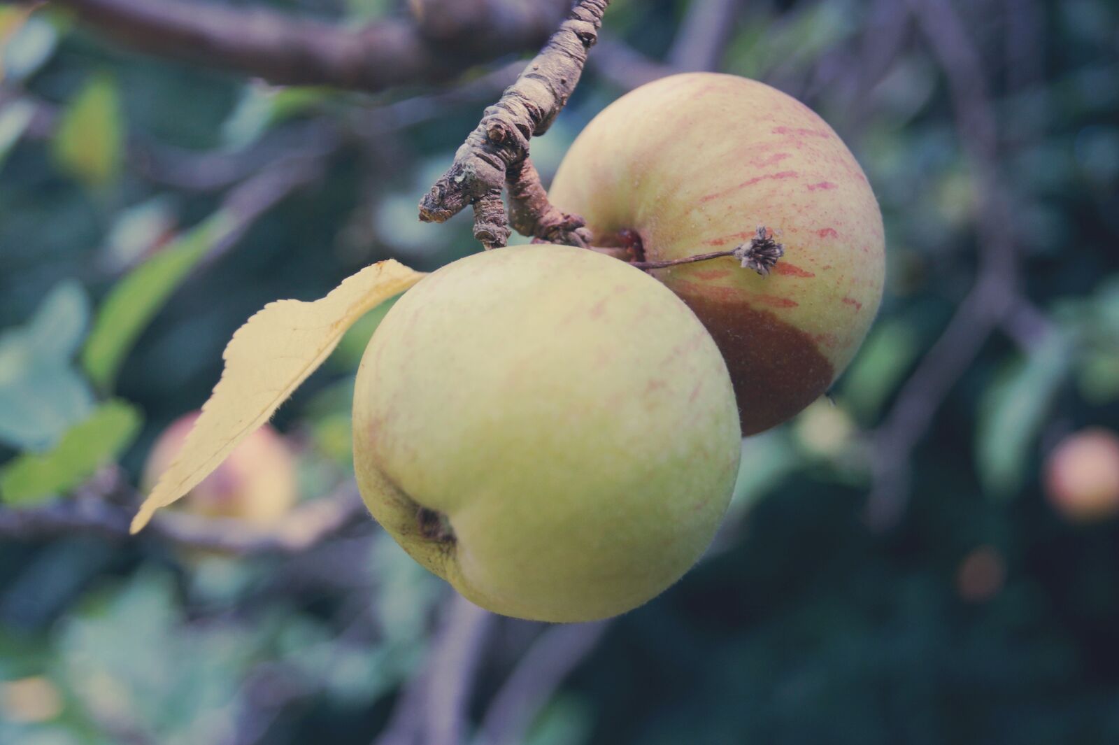 Sony SLT-A58 sample photo. Apple, fruit, fruits photography