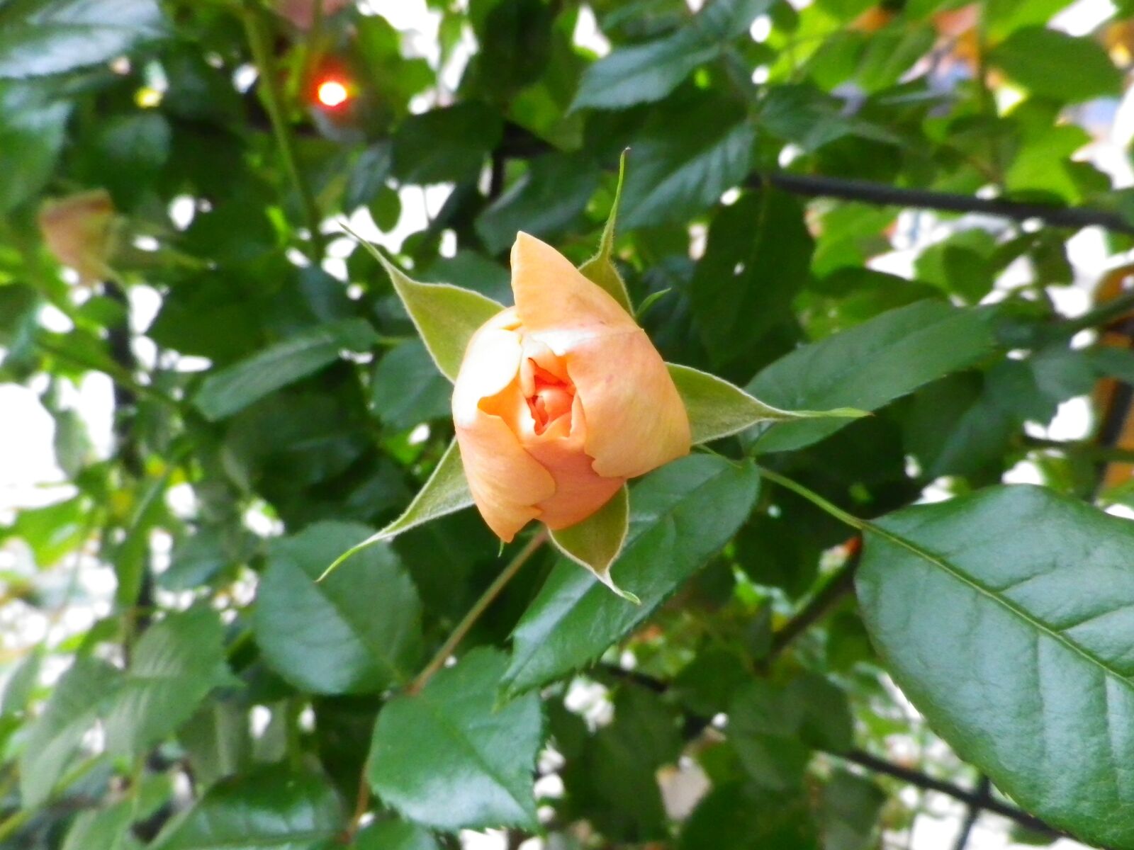 Pentax Optio RZ18 sample photo. Rose, flowers, nature photography