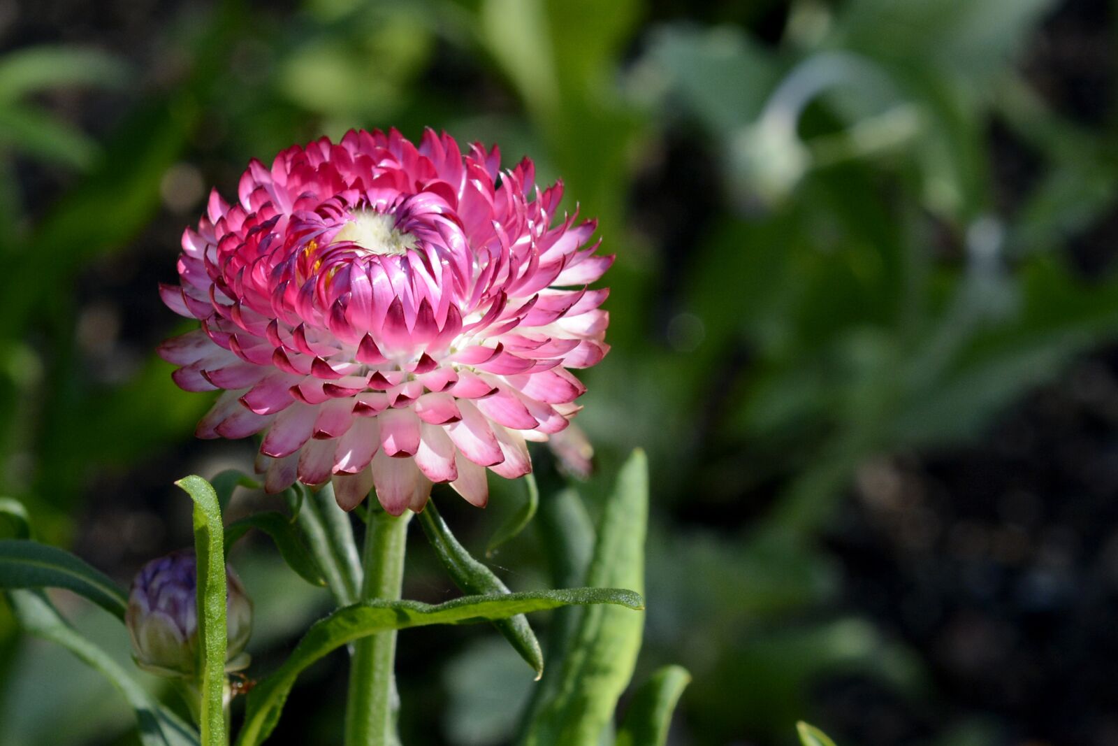 Nikon D7100 sample photo. Wild flower, geese flower photography