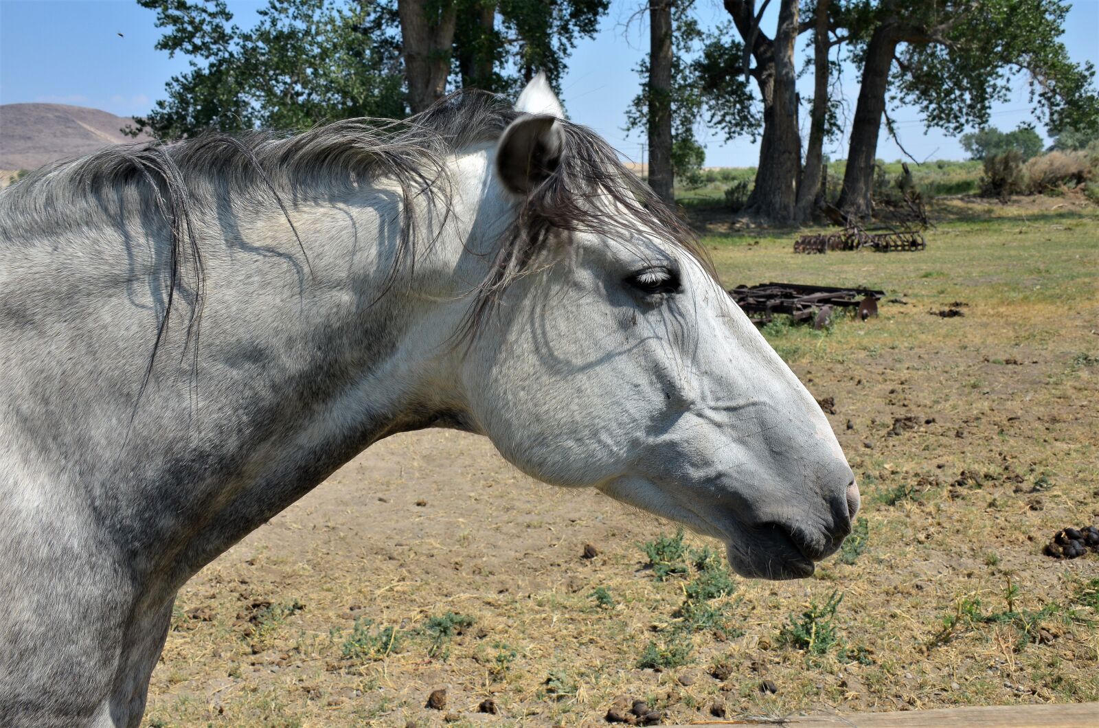 Nikon D7000 sample photo. Animal, nature, grass photography