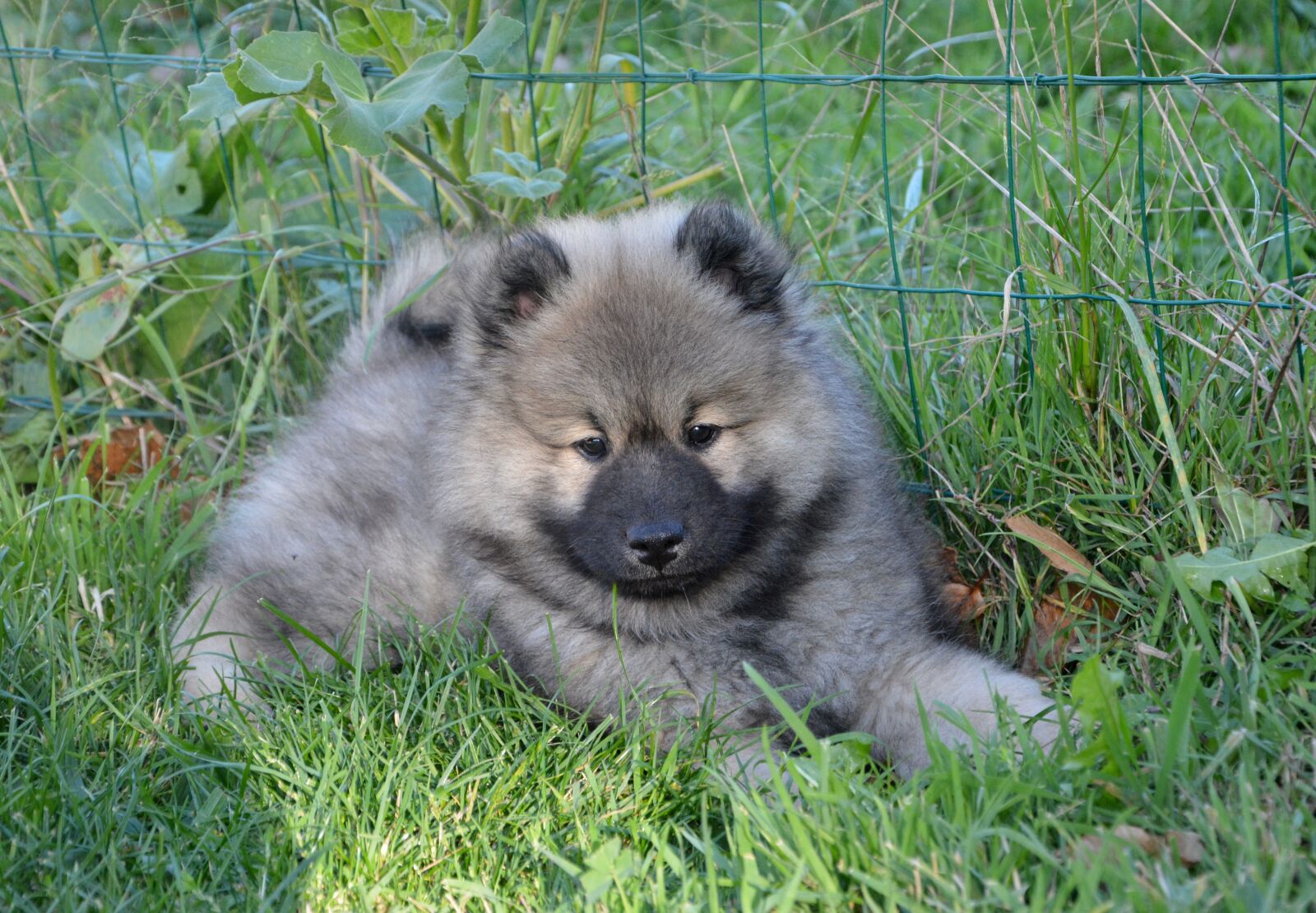Nikon D5200 sample photo. Dog, dog olaf blue photography