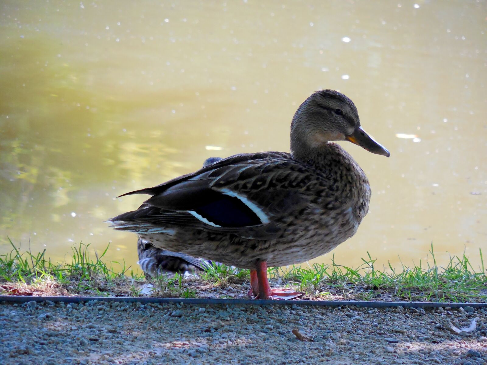 Nikon COOLPIX L620 sample photo. Duck, pond, bird photography