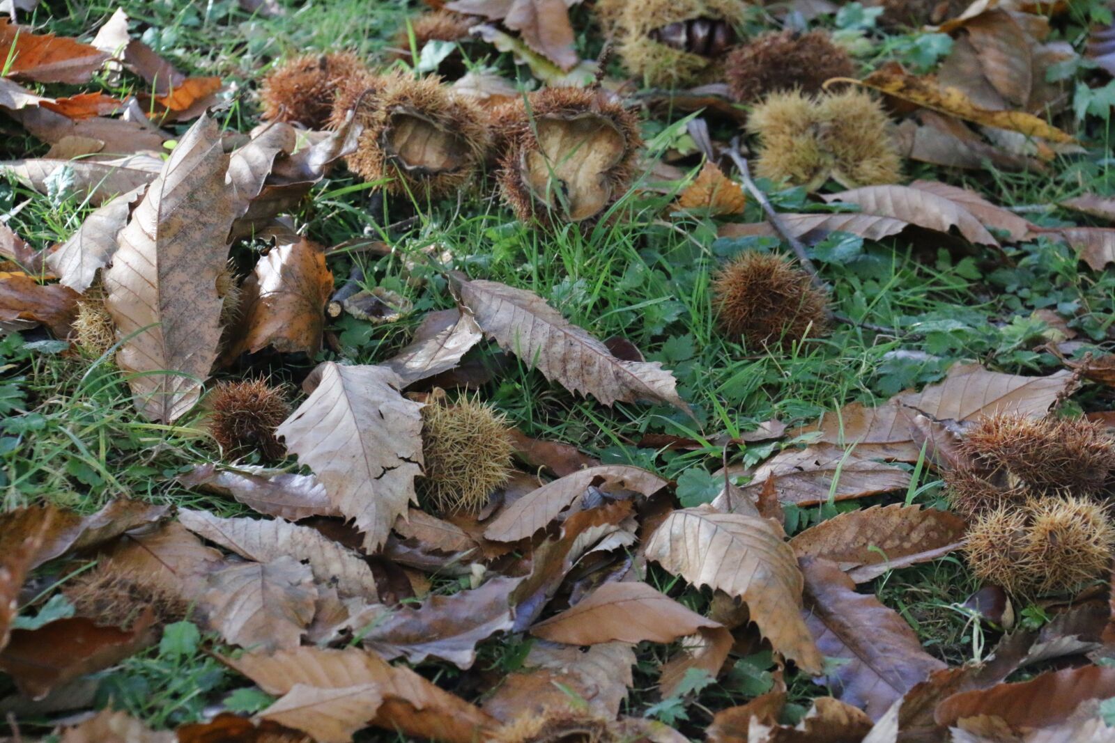 Canon EF-S 18-200mm F3.5-5.6 IS sample photo. Chestnuts, fall, dry fruit photography