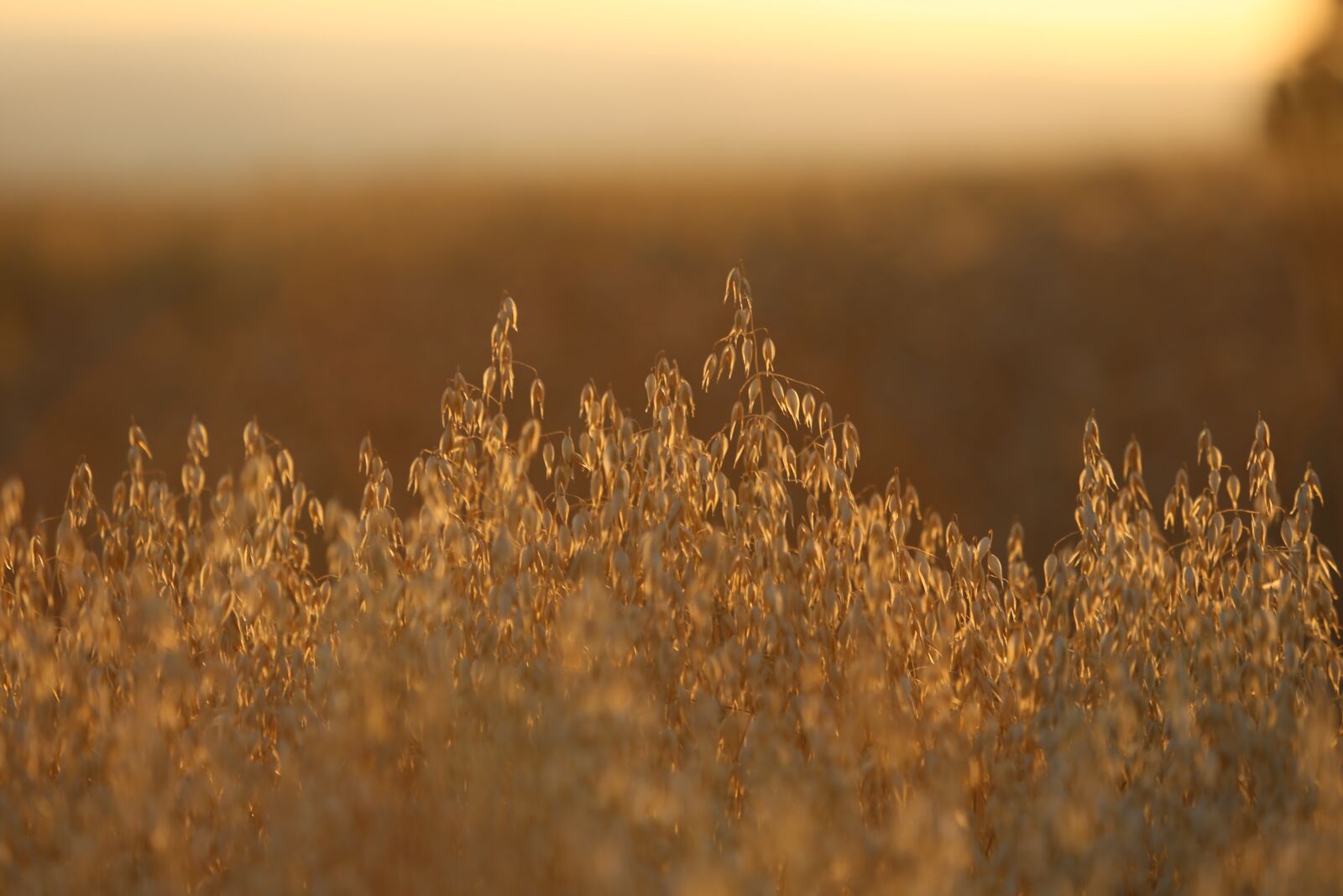 Canon EF 100-400mm F4.5-5.6L IS USM sample photo. Field, grain, cereals photography