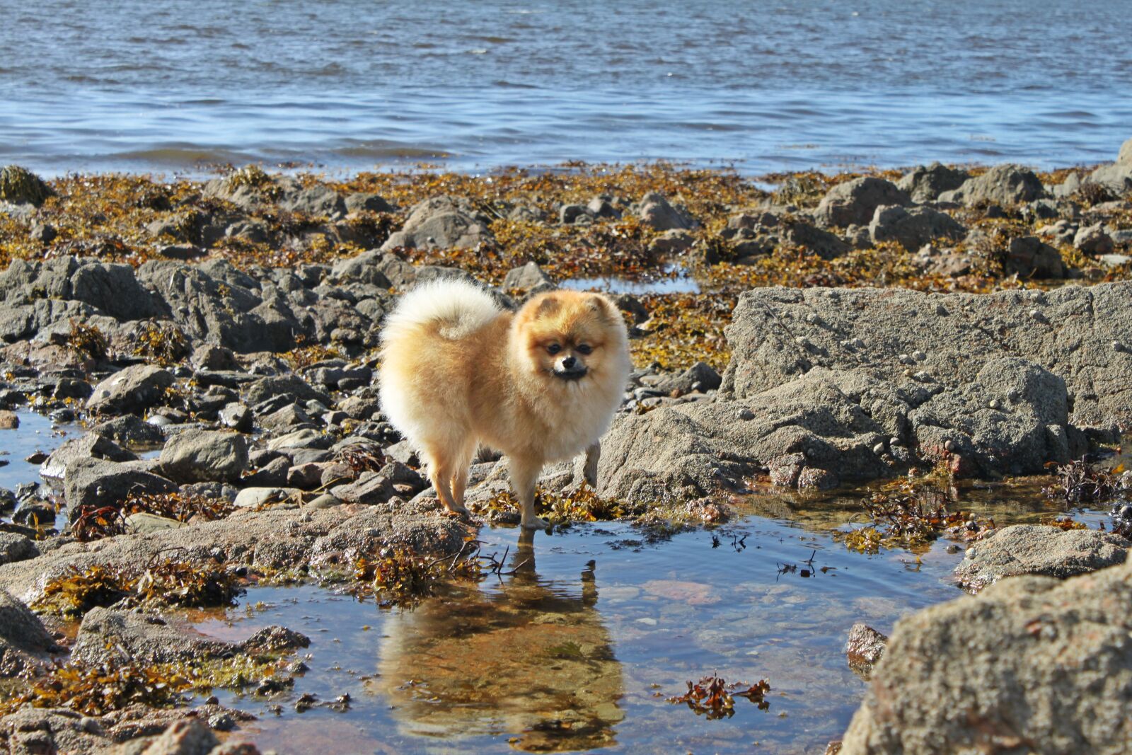 Canon EOS 500D (EOS Rebel T1i / EOS Kiss X3) sample photo. Spitz miniature, pure-breed dog photography