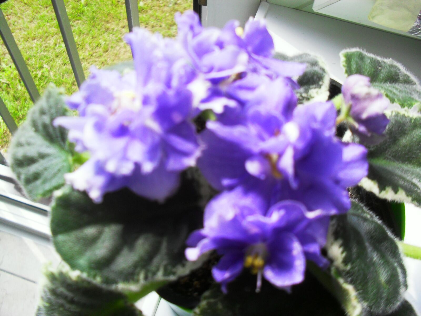 Samsung ES60 / VLUU ES60 /  SL105 /  ES63 sample photo. Flowers, blue, potted violets photography