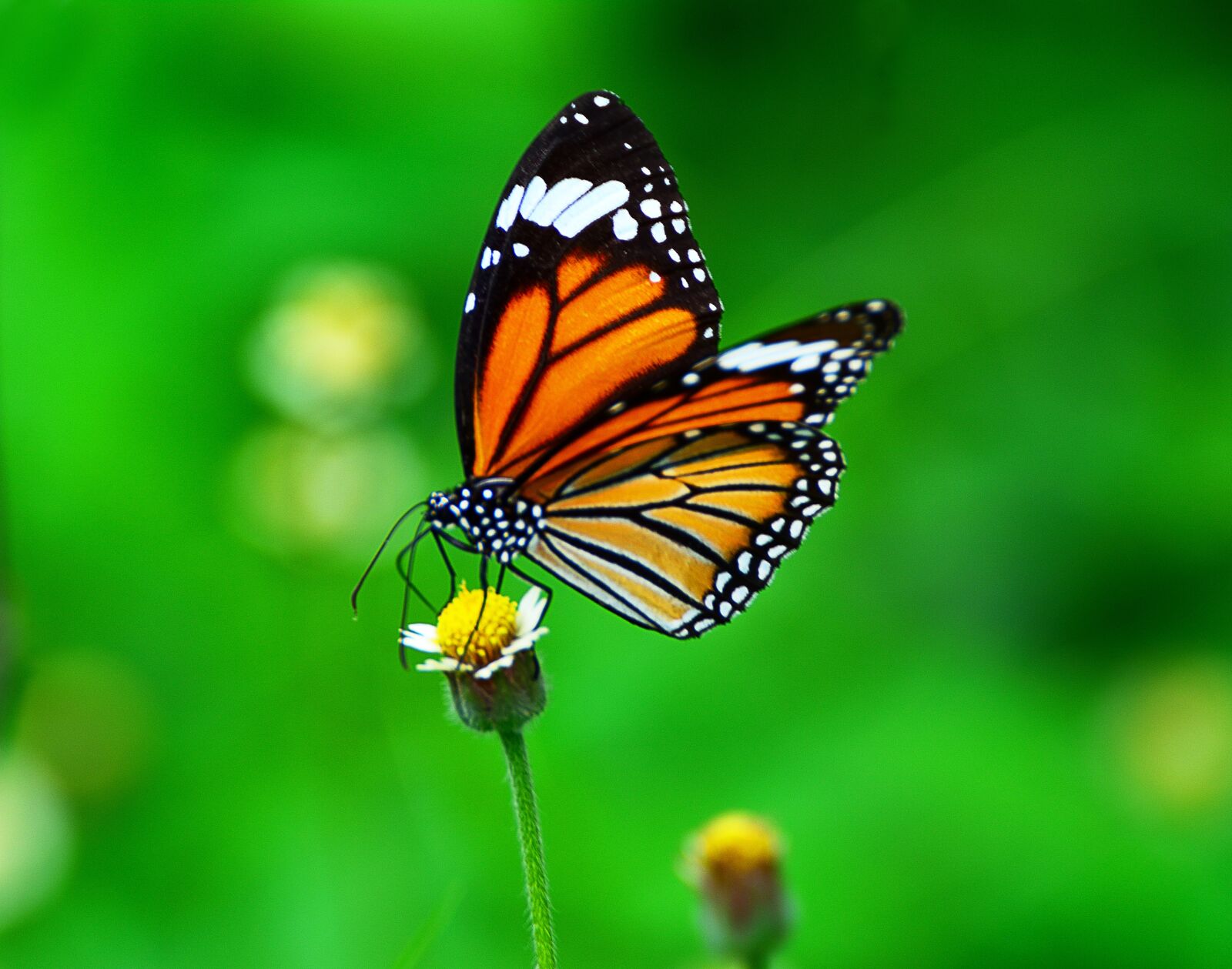 Nikon D5200 sample photo. Butterfly, flower, fly photography