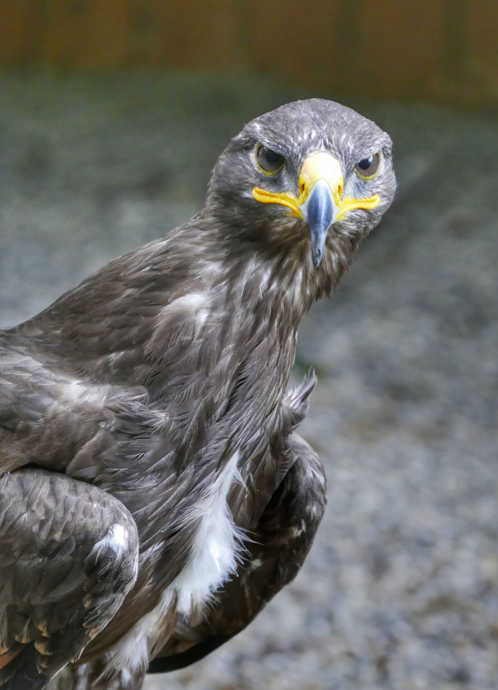 Panasonic Lumix DMC-FZ1000 sample photo. Griffin, bird, raptor photography