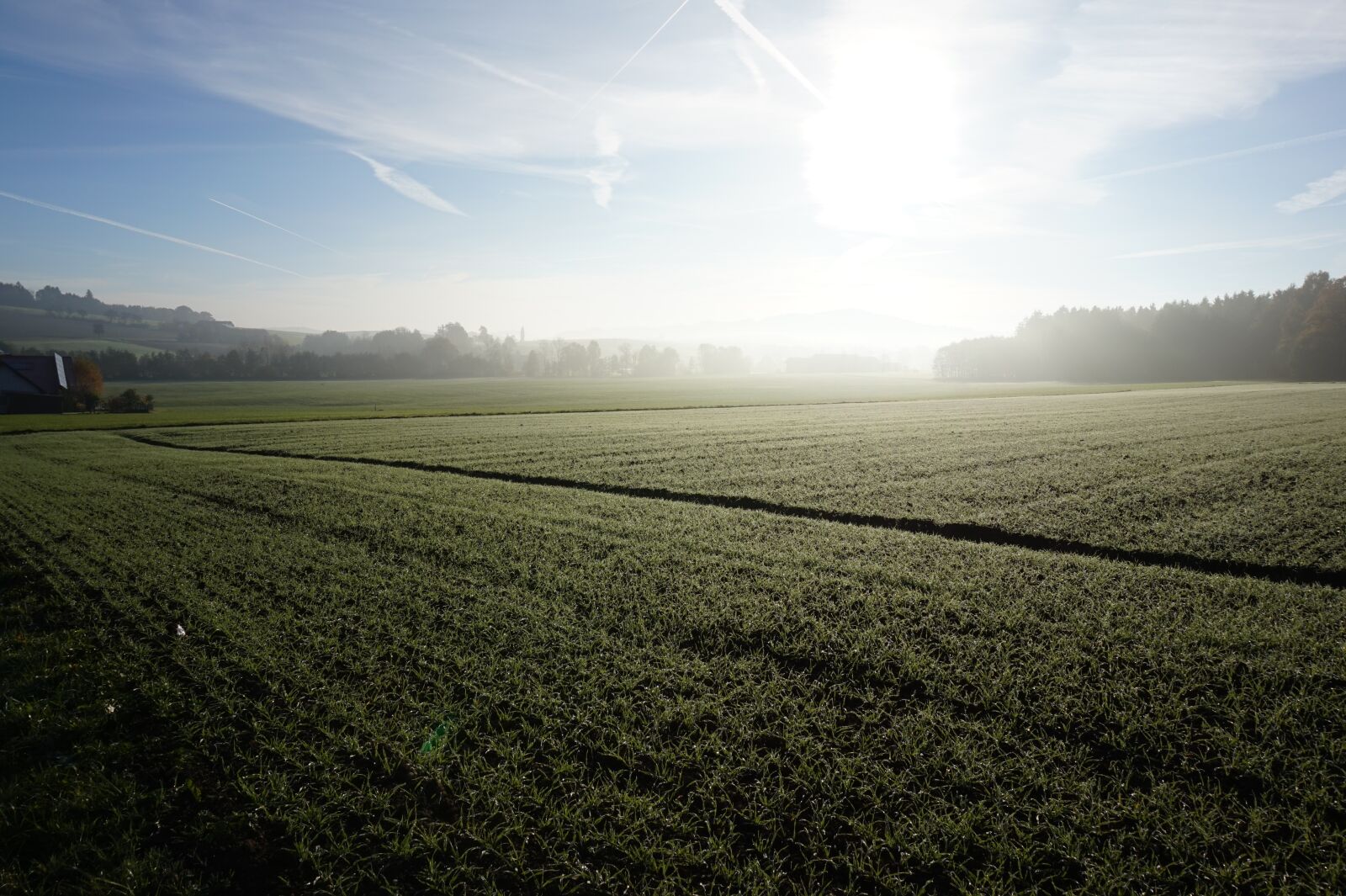 Sony Alpha a5000 (ILCE 5000) sample photo. Cereals, wheat, meadow photography