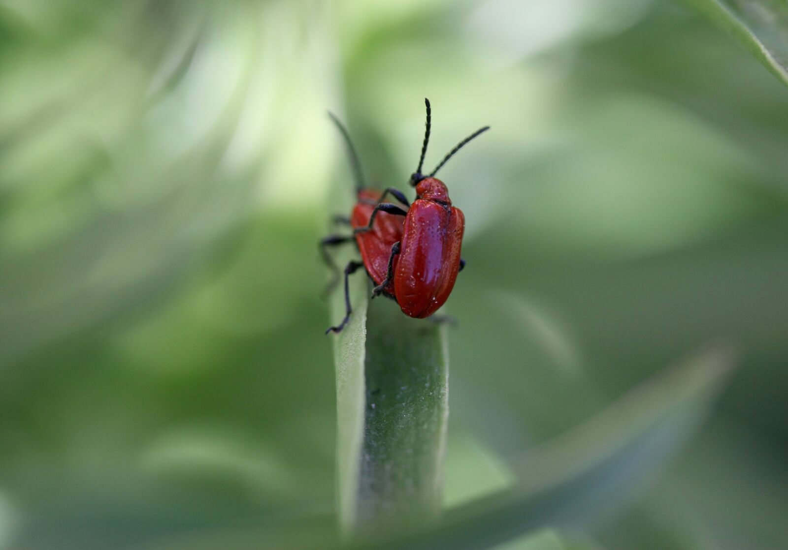 Canon EF-S 60mm F2.8 Macro USM sample photo. Insecta, red, pair photography