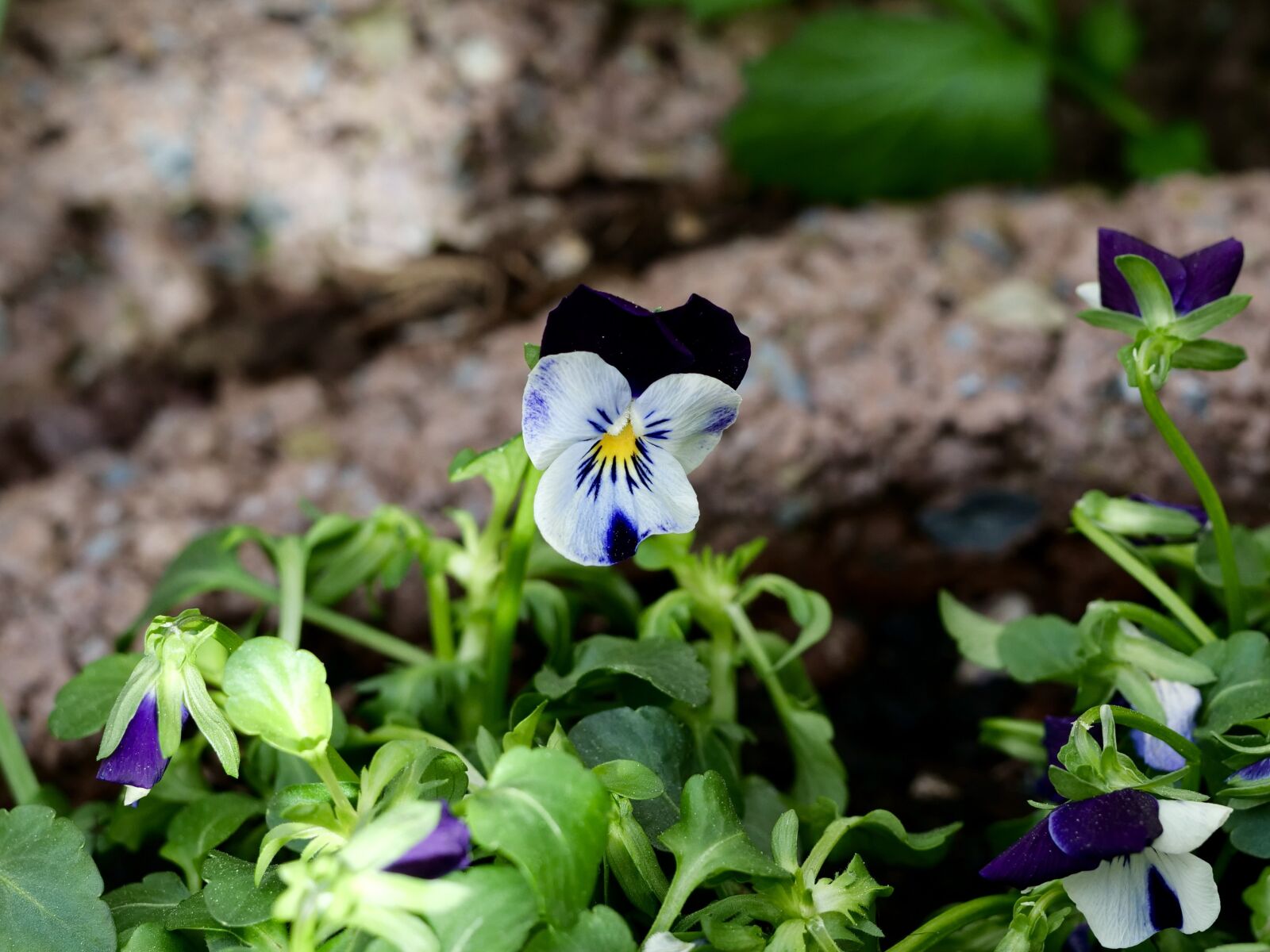 Panasonic Lumix DC-G9 sample photo. Spring, flower, close up photography