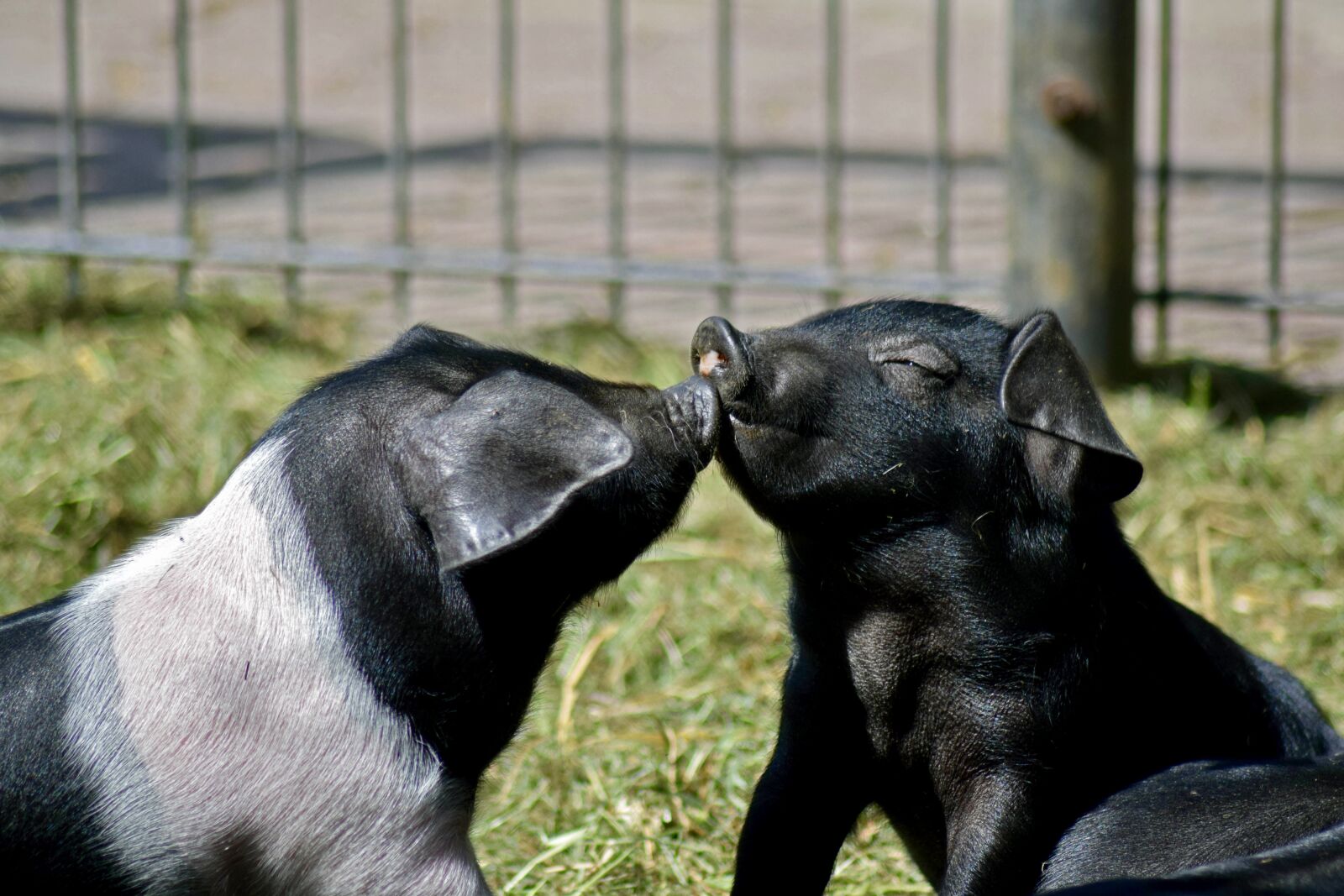 Nikon D3300 sample photo. Piglet, angler saddleback, kissing photography