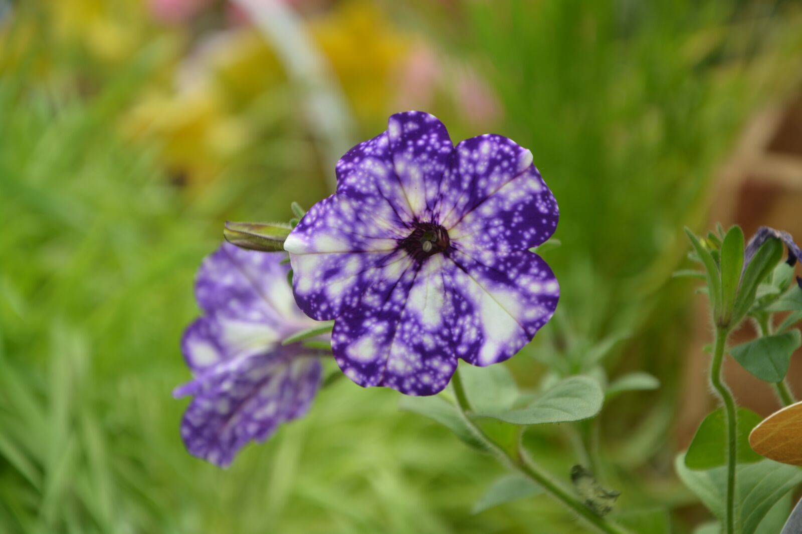 Nikon D5200 sample photo. Flowers, violet, petunia photography