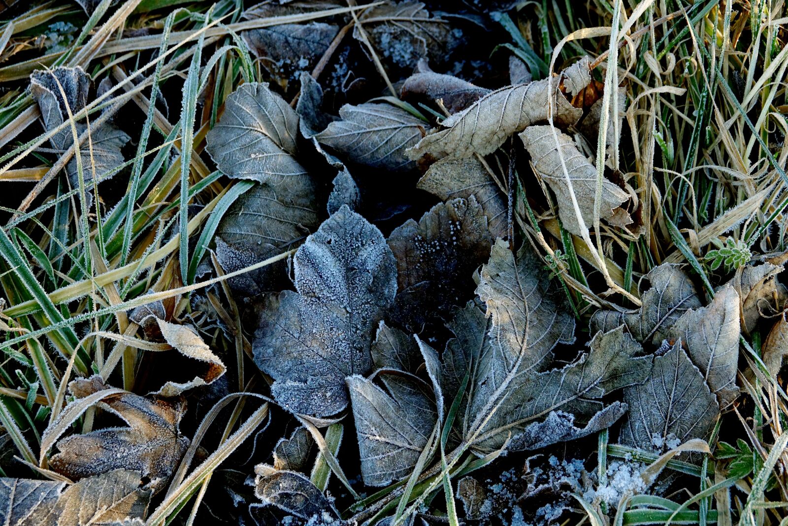 Sony Cyber-shot DSC-RX10 III sample photo. Frost, hoarfrost, leaves photography