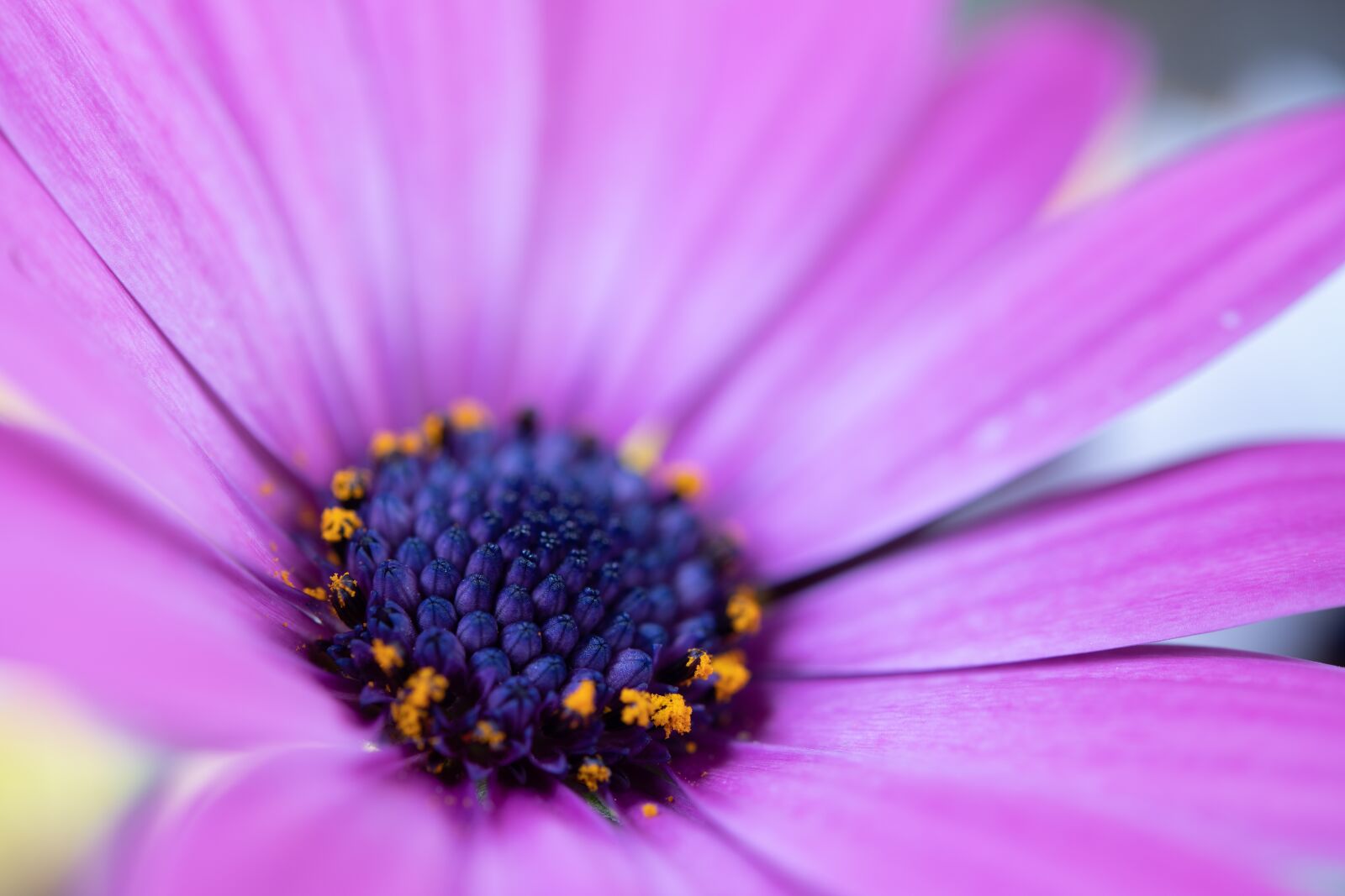 Nikon D850 sample photo. Nature, spring, petals photography